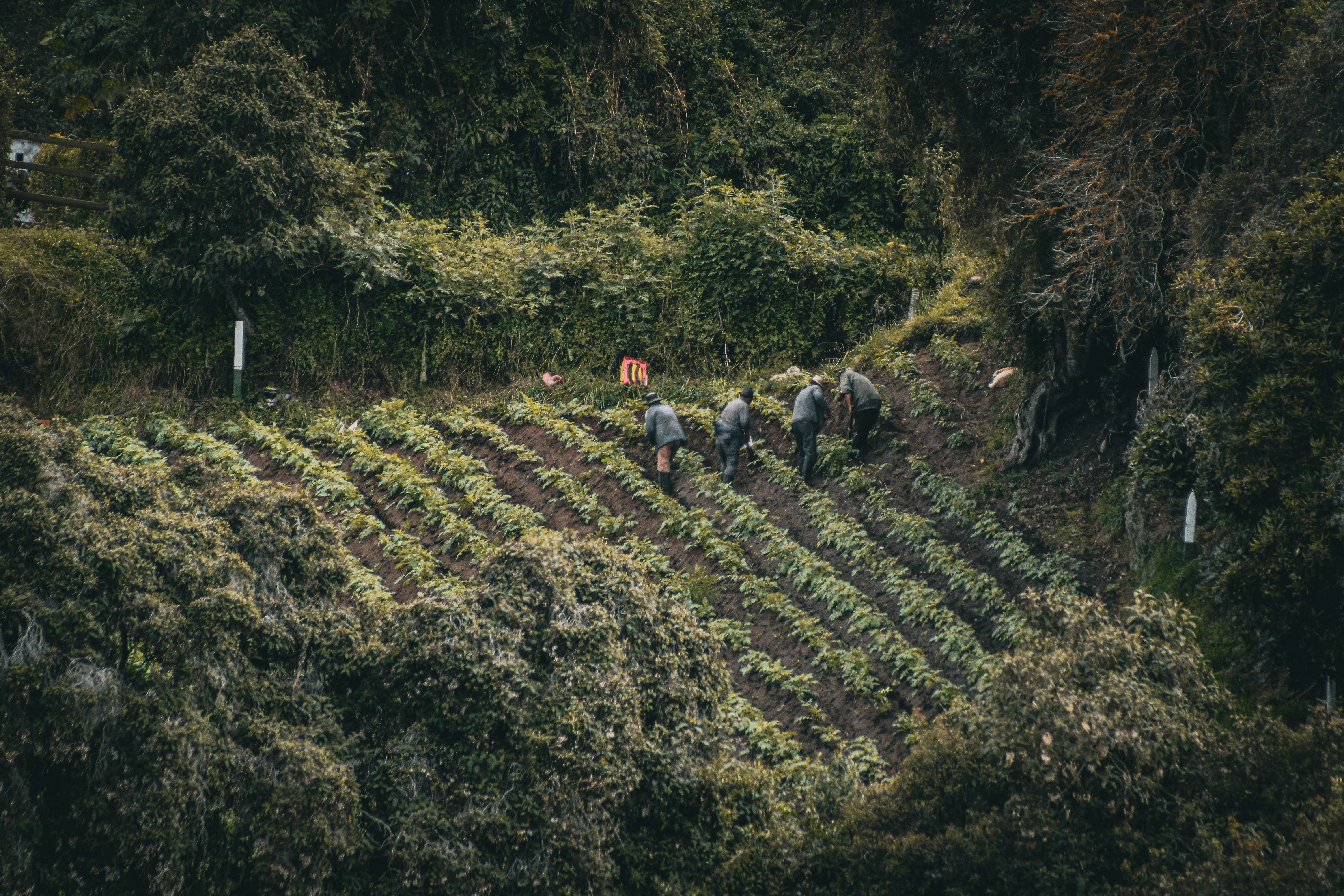 A group of people walking through a lush green forest