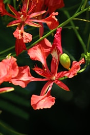 A bunch of flowers that are on a tree