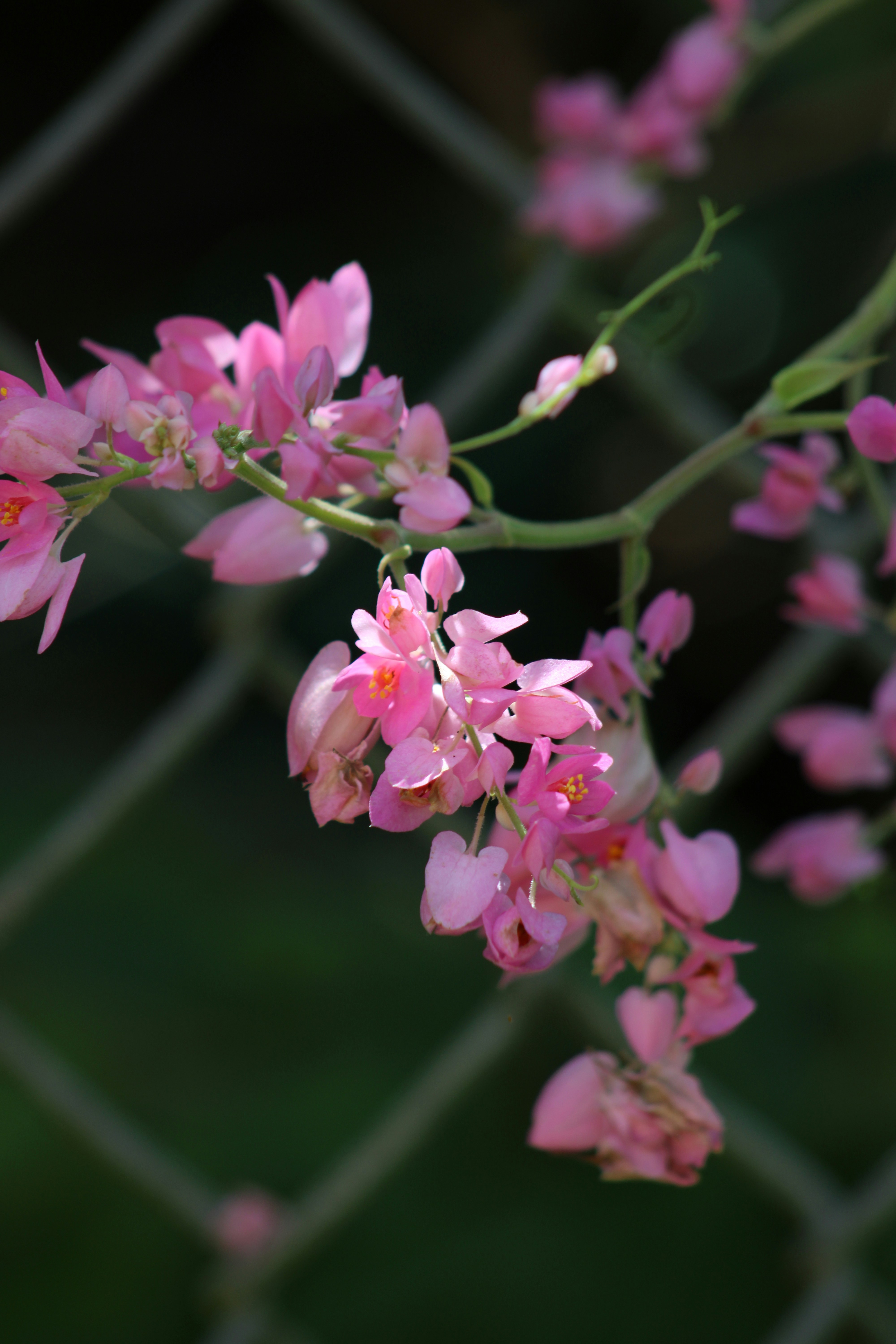 Photo by loaizaperez