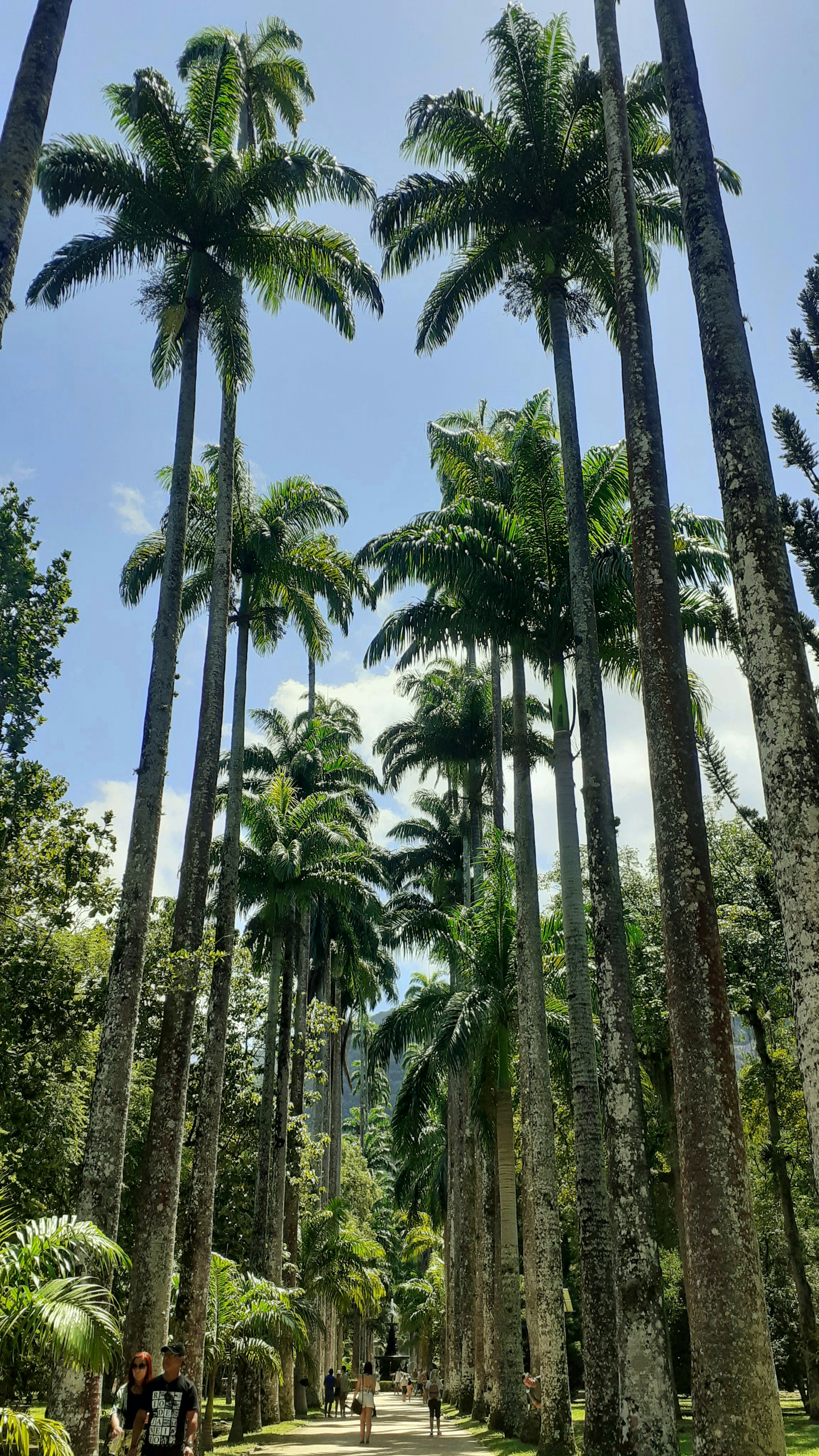 A path lined with palm trees in a park