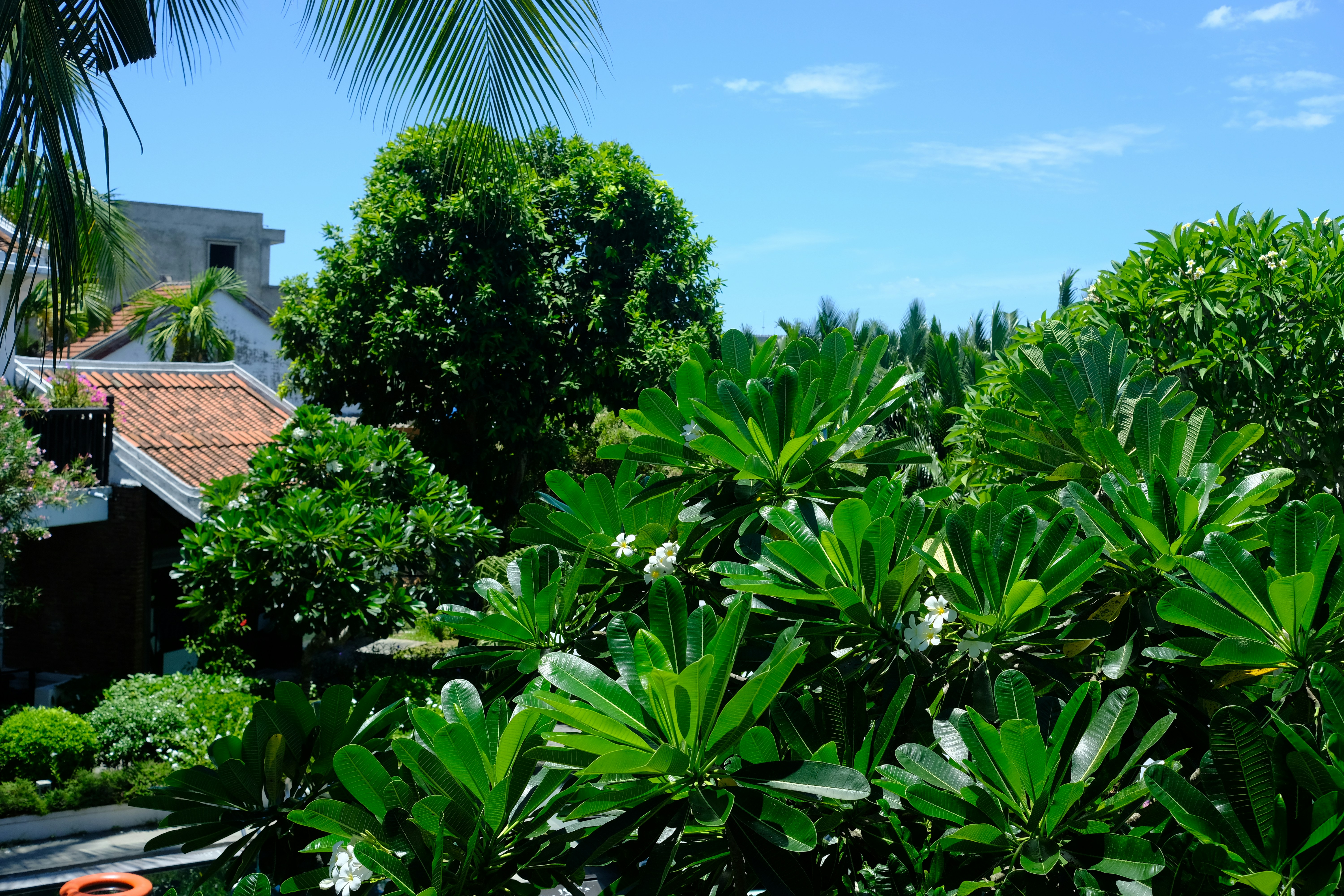 A lush green forest filled with lots of trees