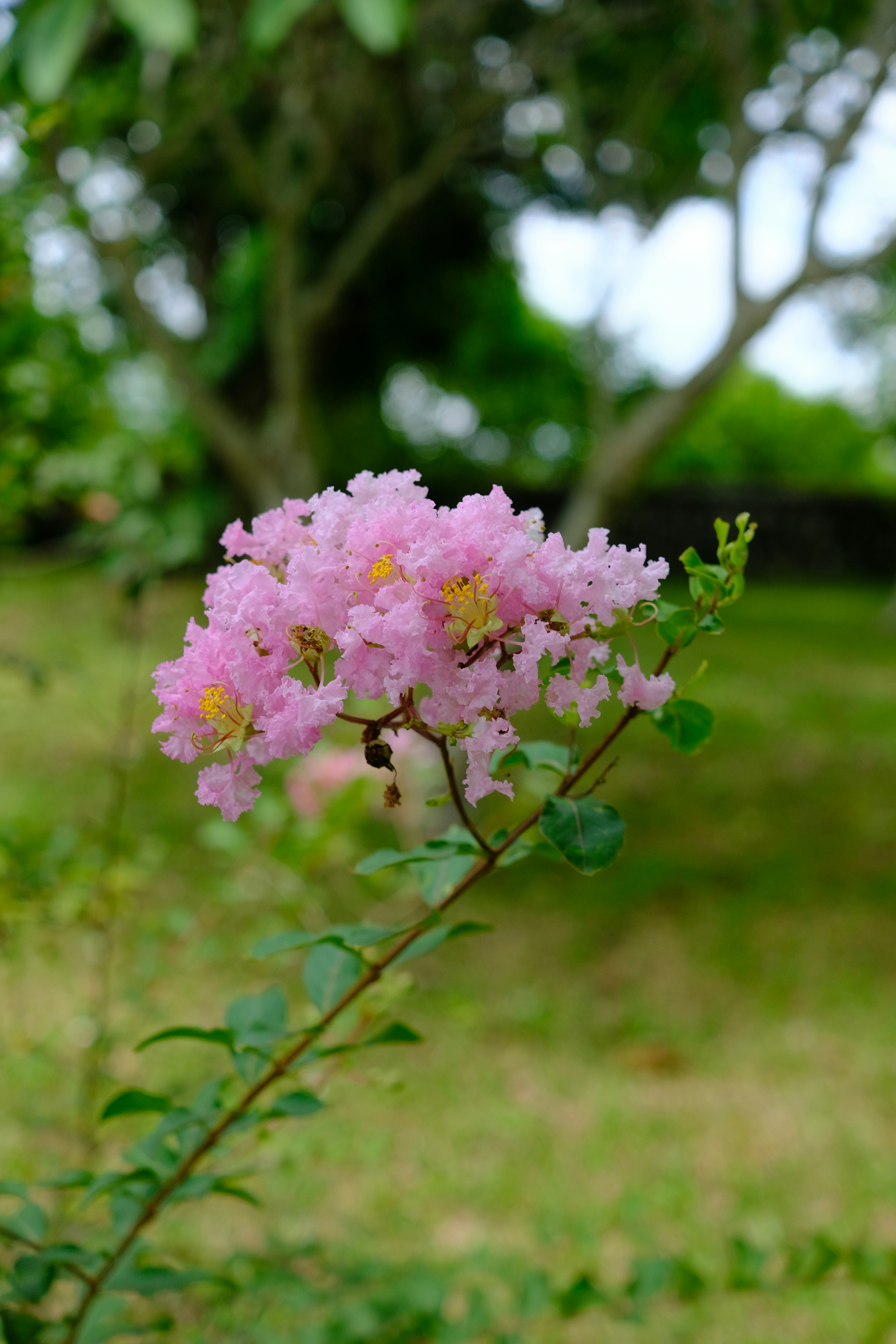 A pink flower is blooming in a field