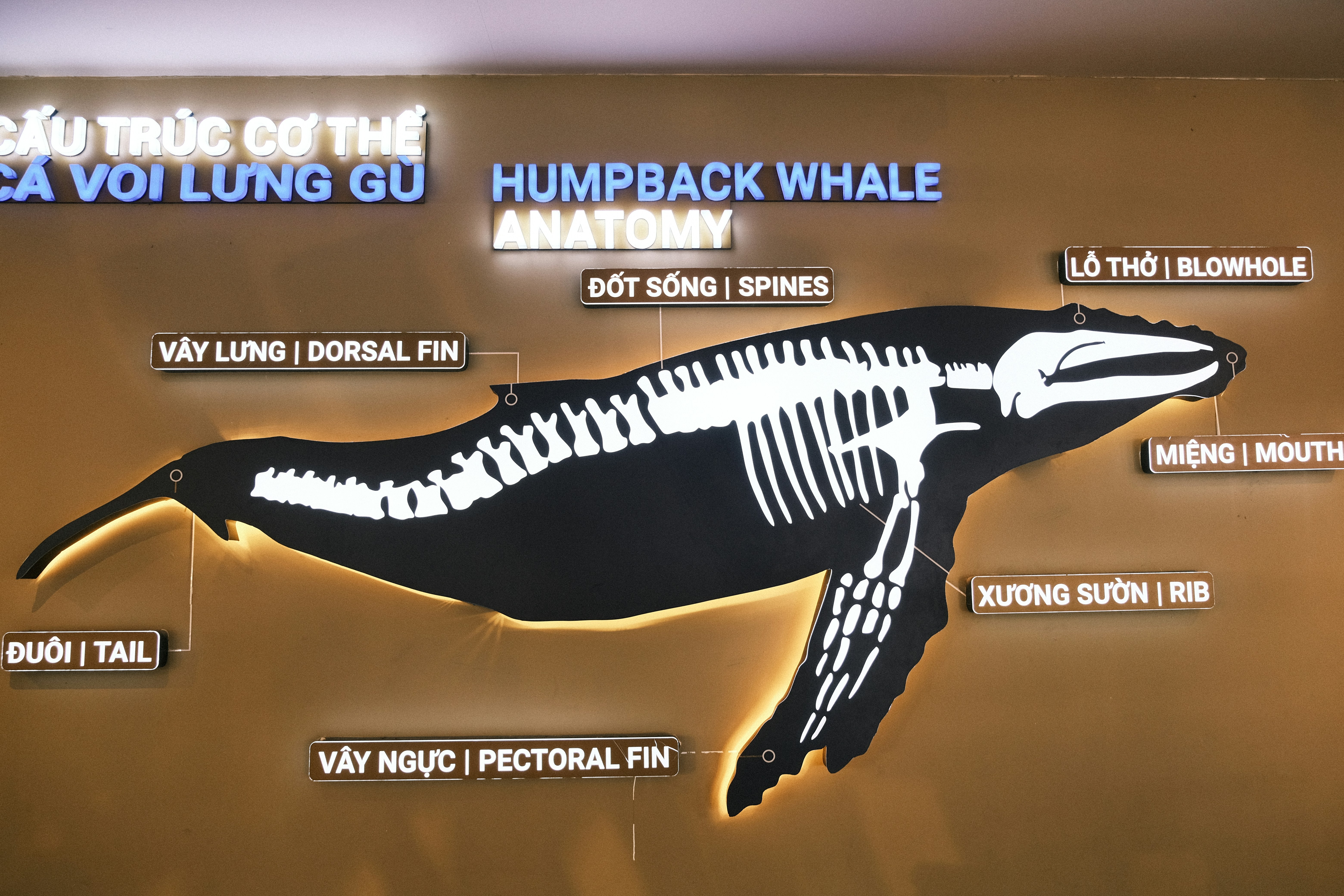 Legs That Became Flippers (image credits: unsplash)