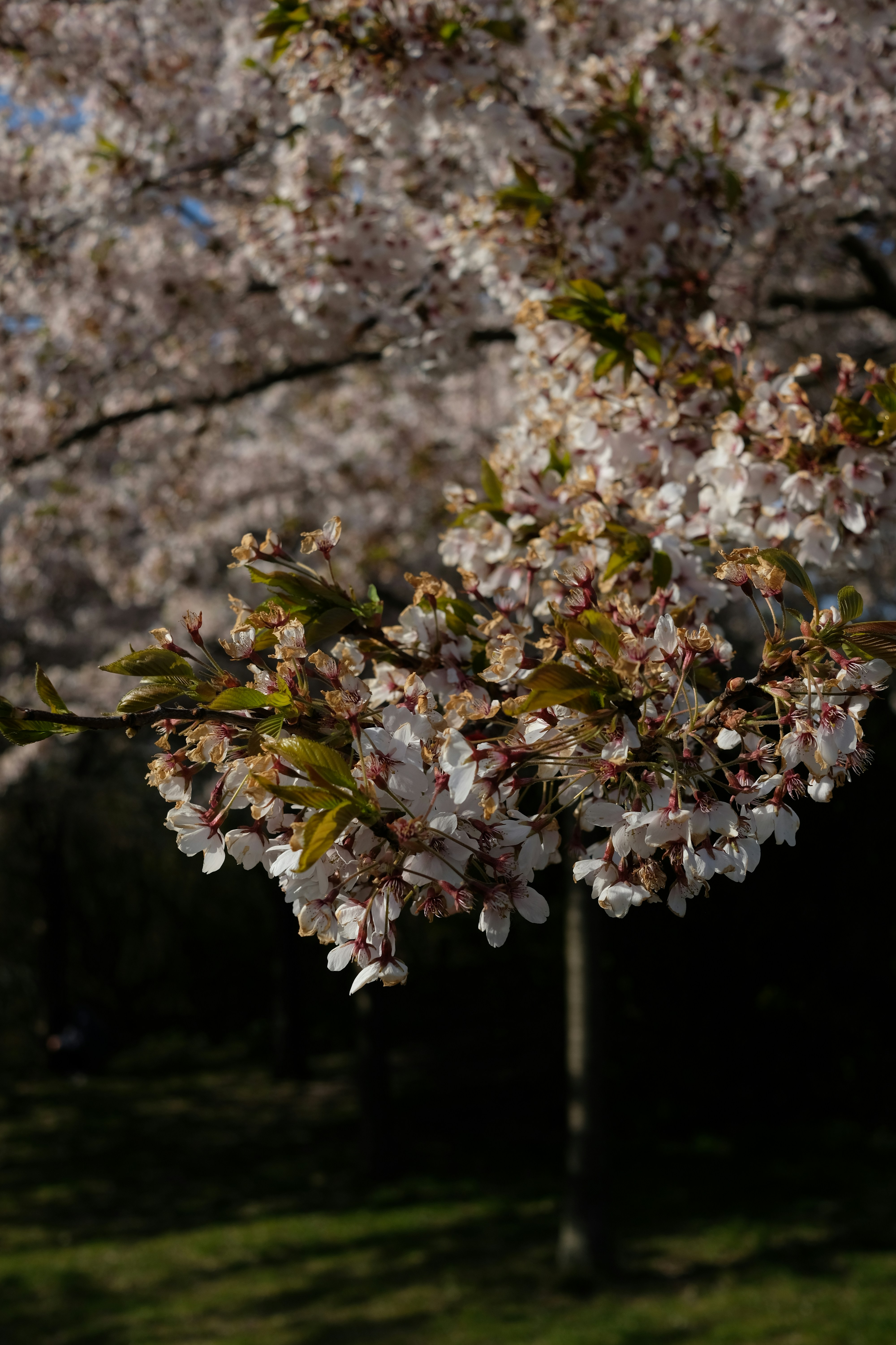 A tree with lots of white flowers in a park