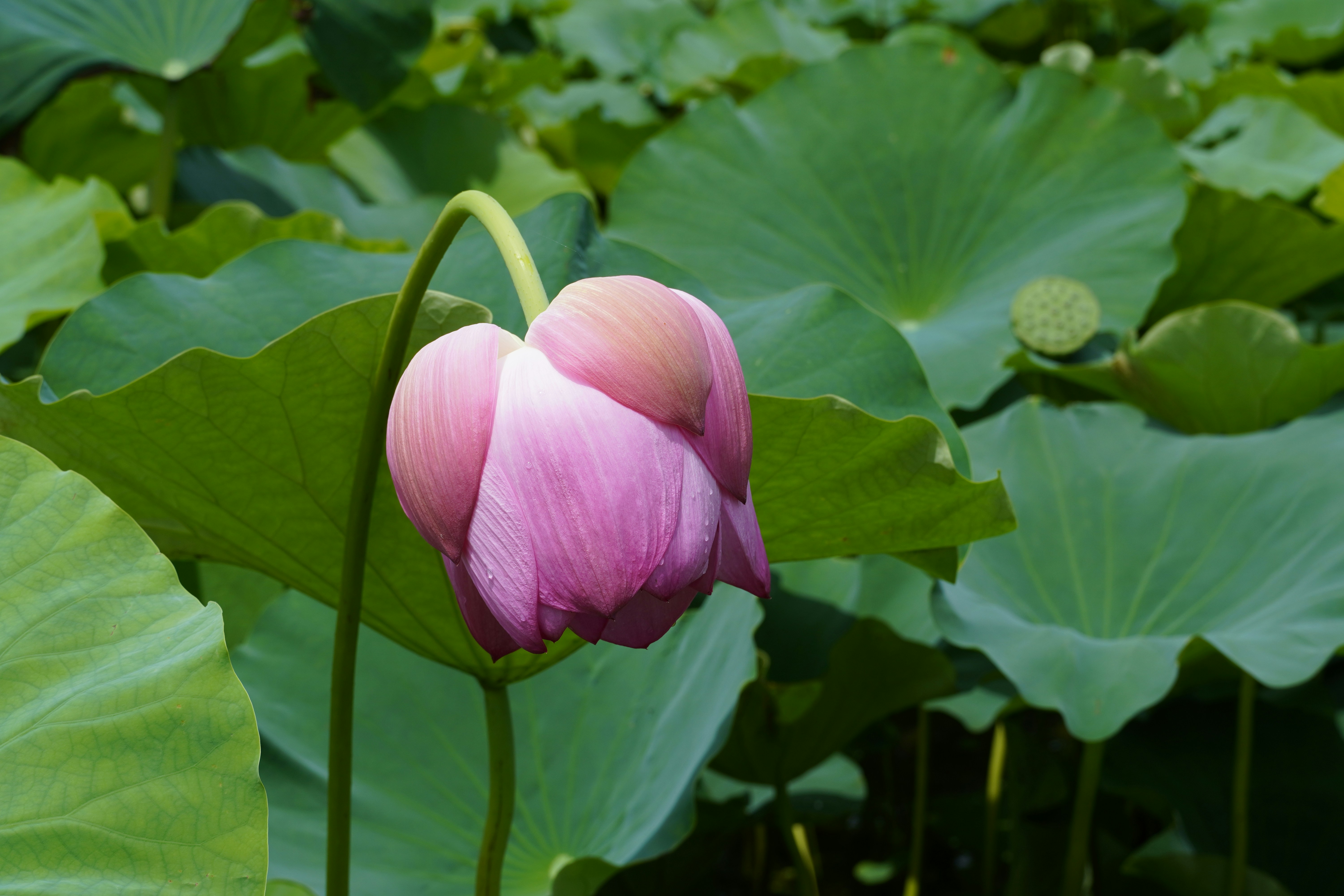 Photo by lifeinkorea