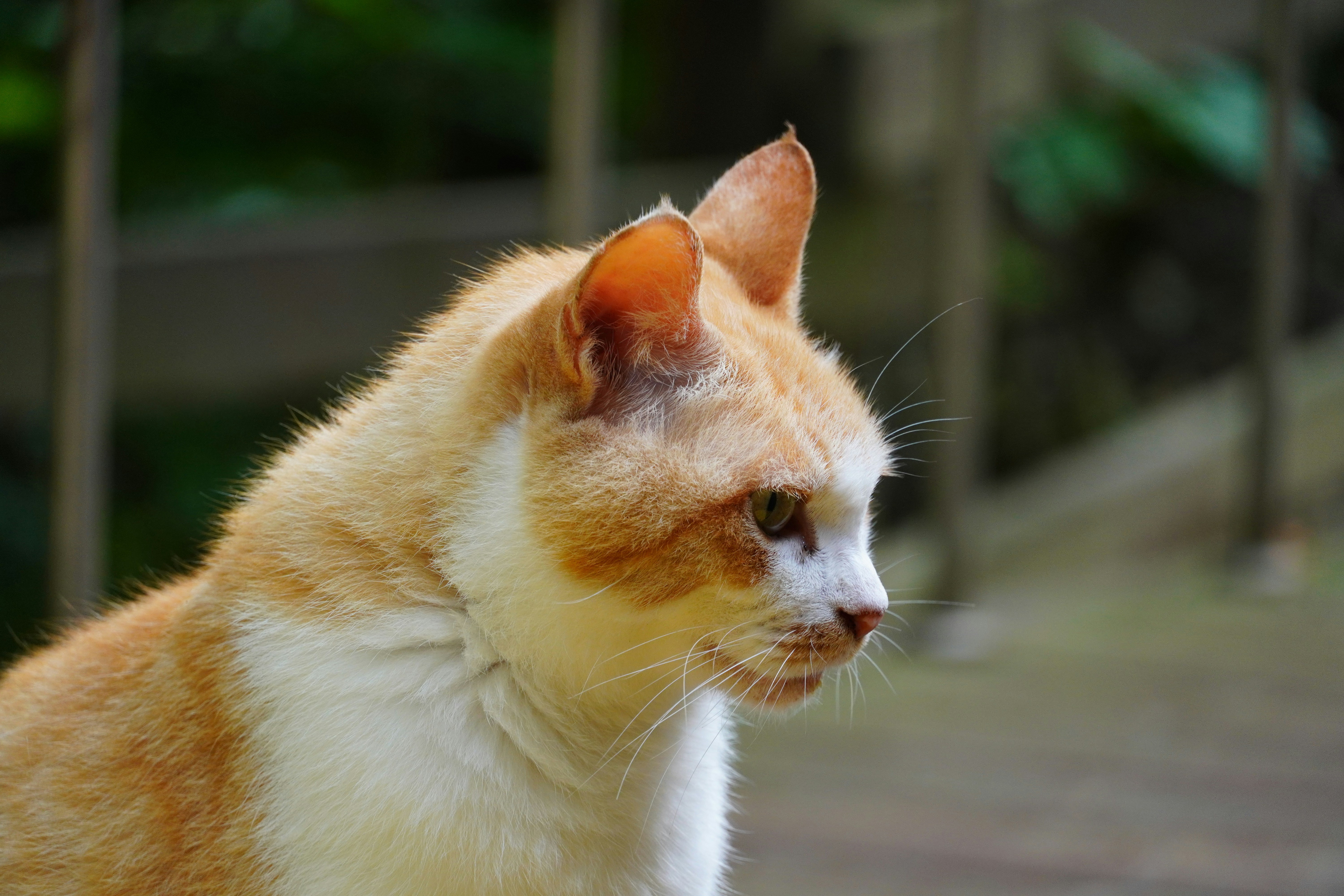 Photo by lifeinkorea