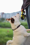 A small white dog standing on its hind legs