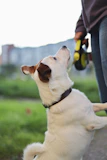 A small white dog standing on its hind legs