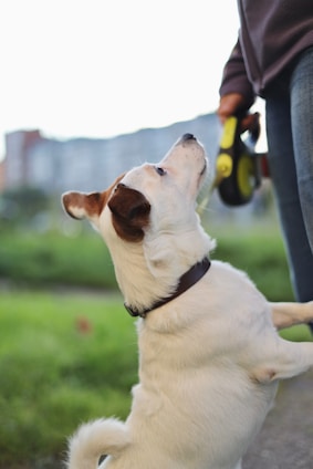 A small white dog standing on its hind legs