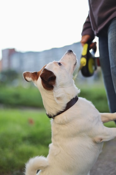 A small white dog standing on its hind legs