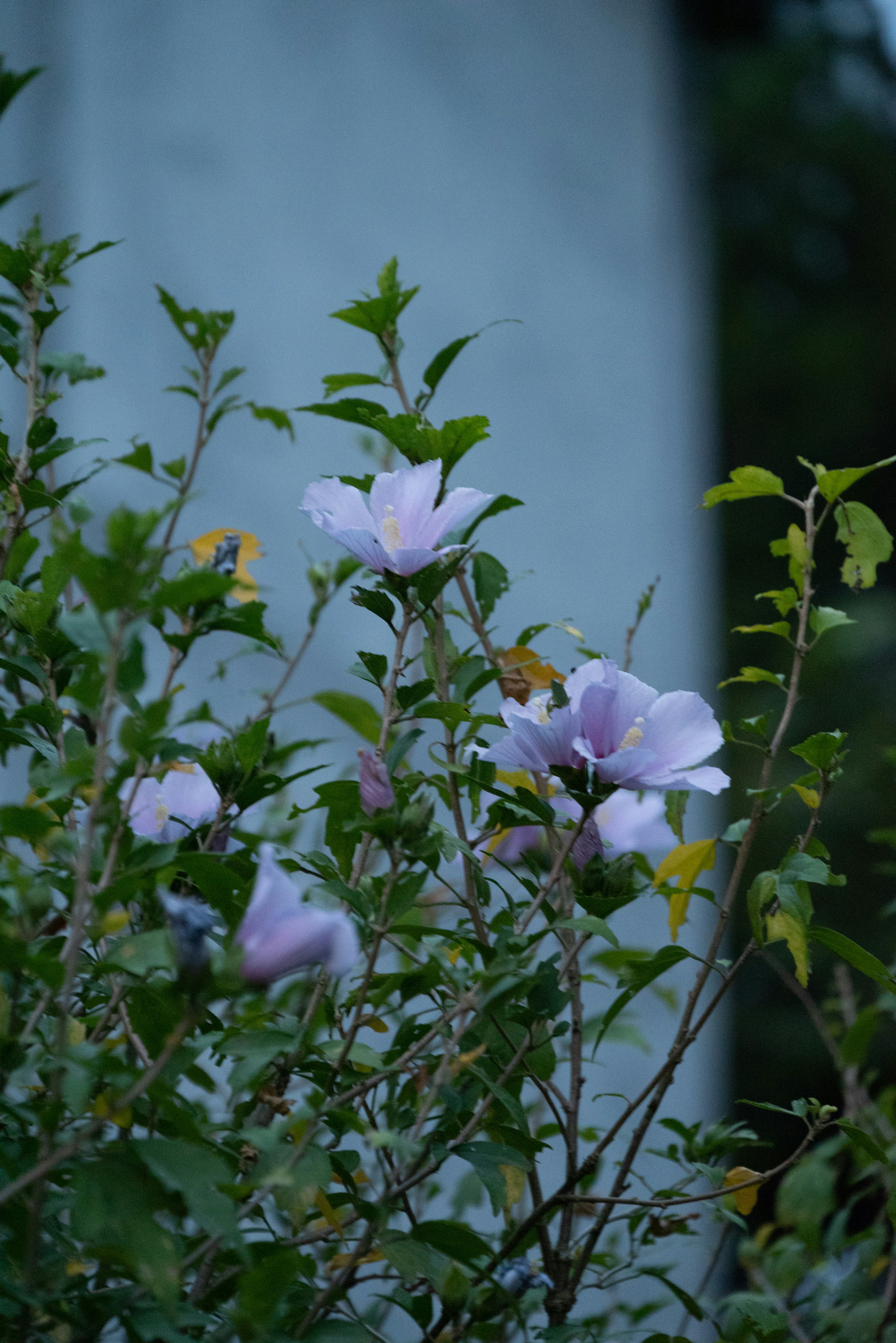 Photo by nikol_royce