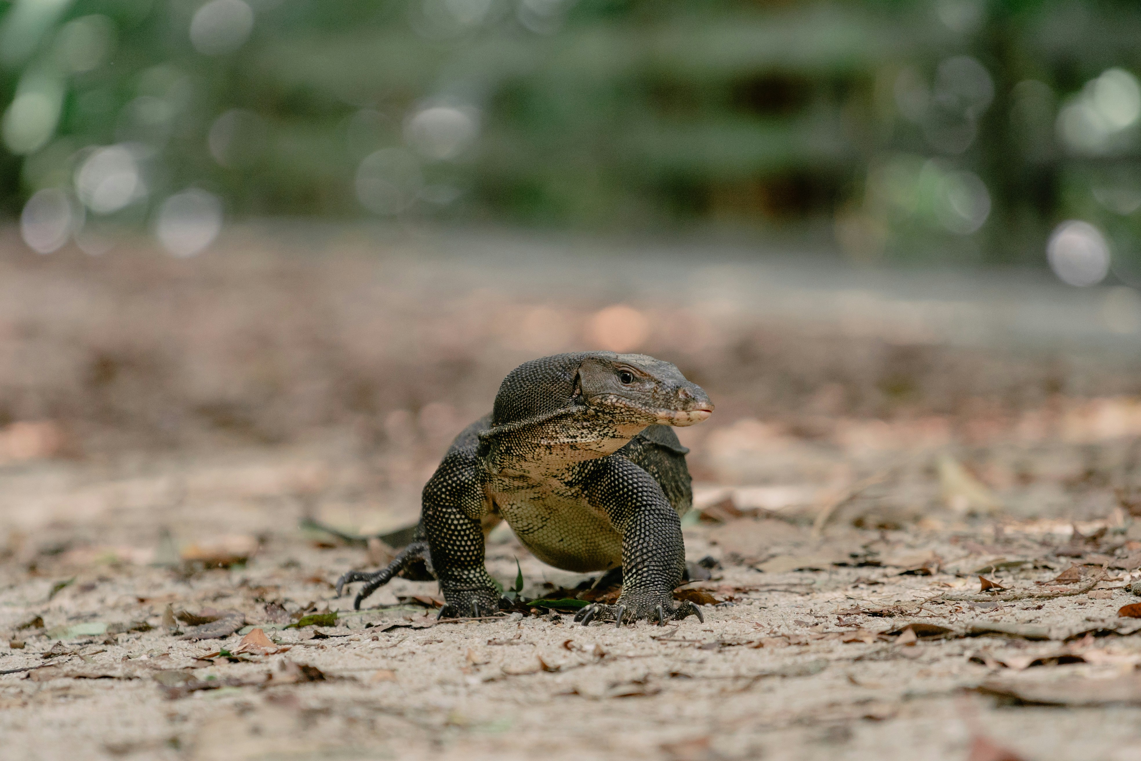 土の中の地面に座っているカエル