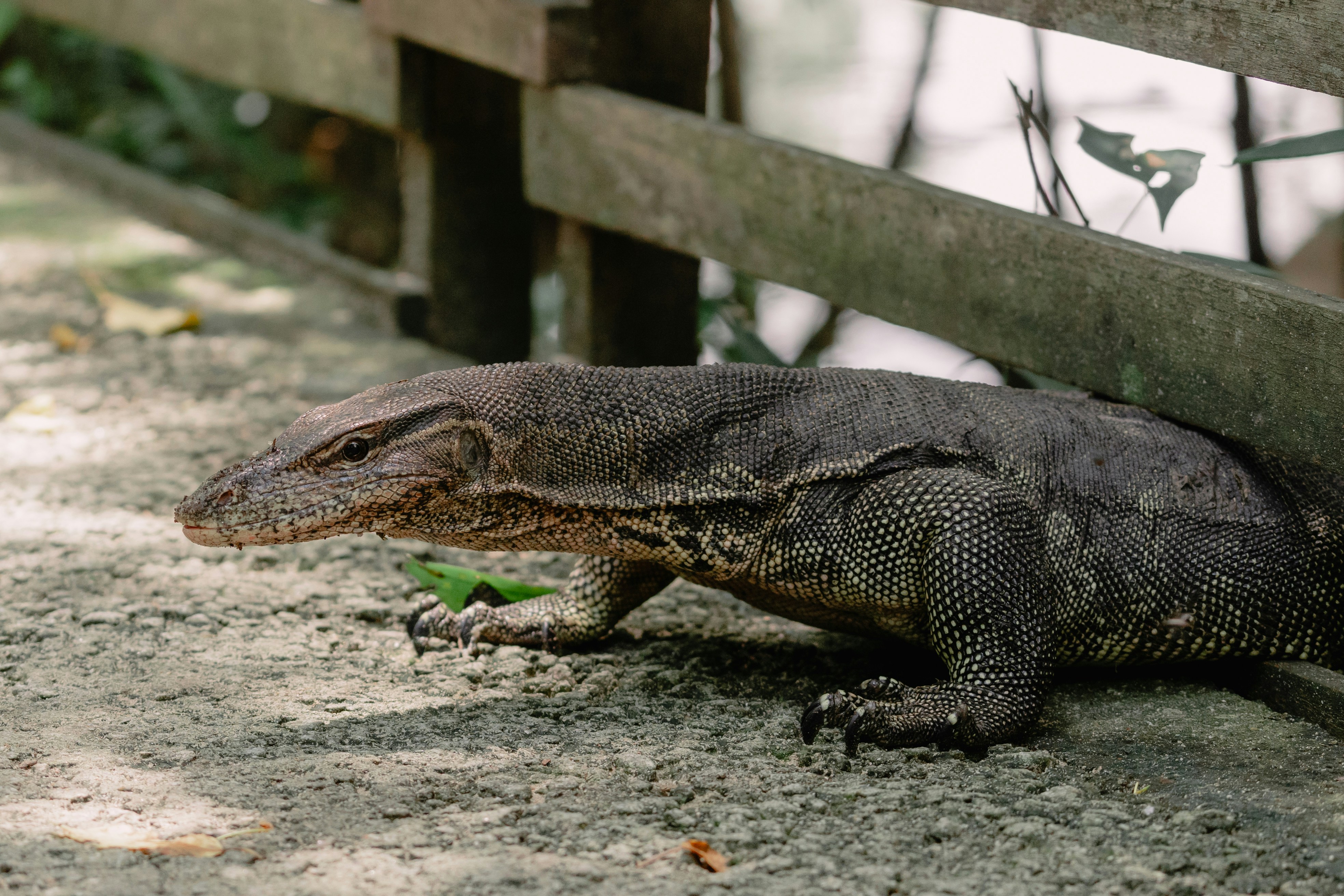 柵の横の地面に横たわる大きなトカゲ