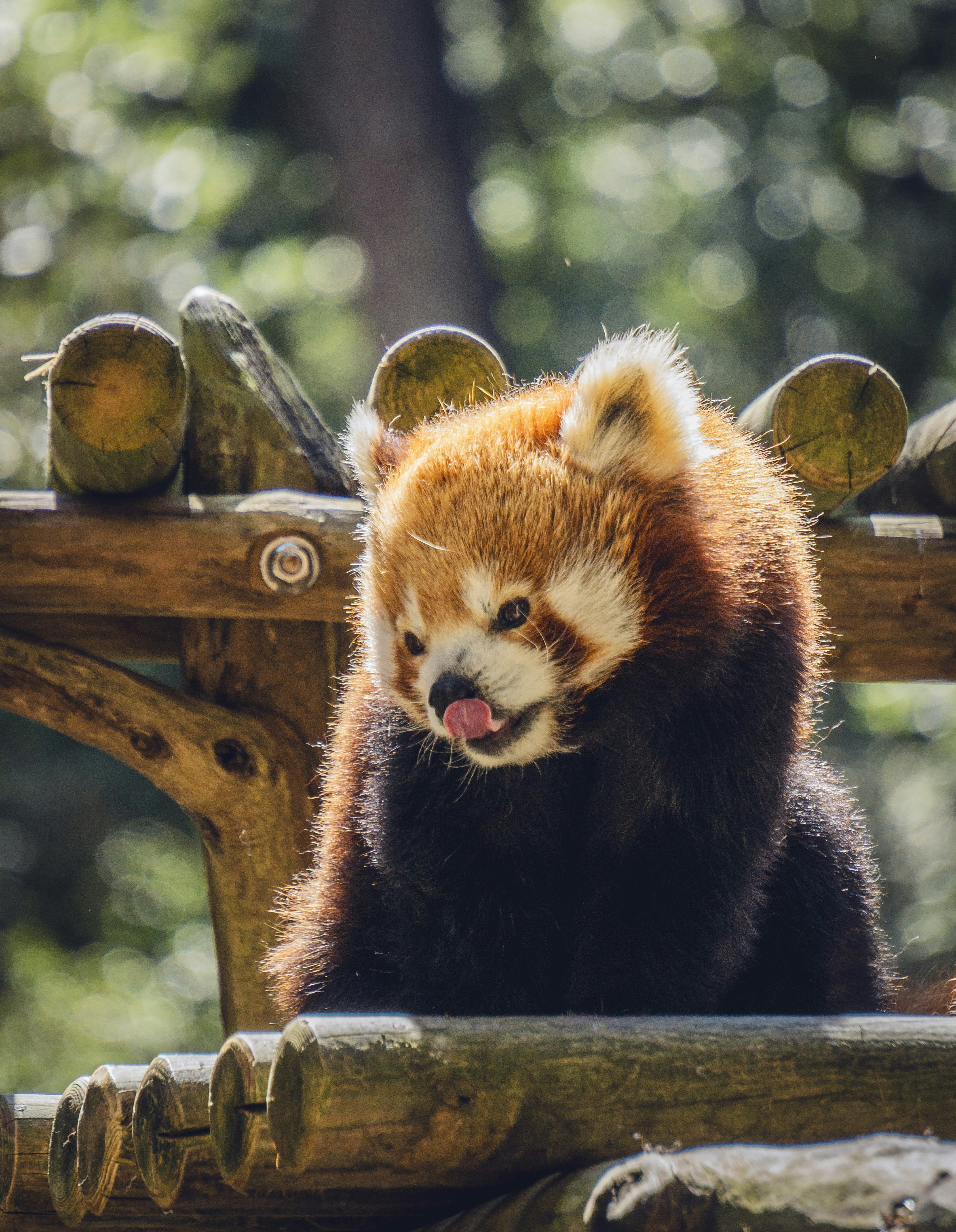 A brown and white dog sitting on top of a wooden bench
