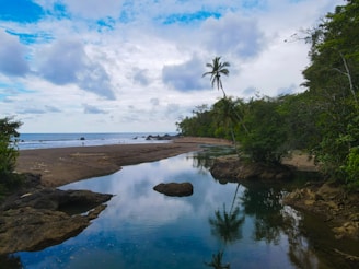 A river running through a lush green forest