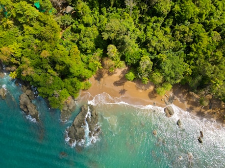 An aerial view of a beach and trees