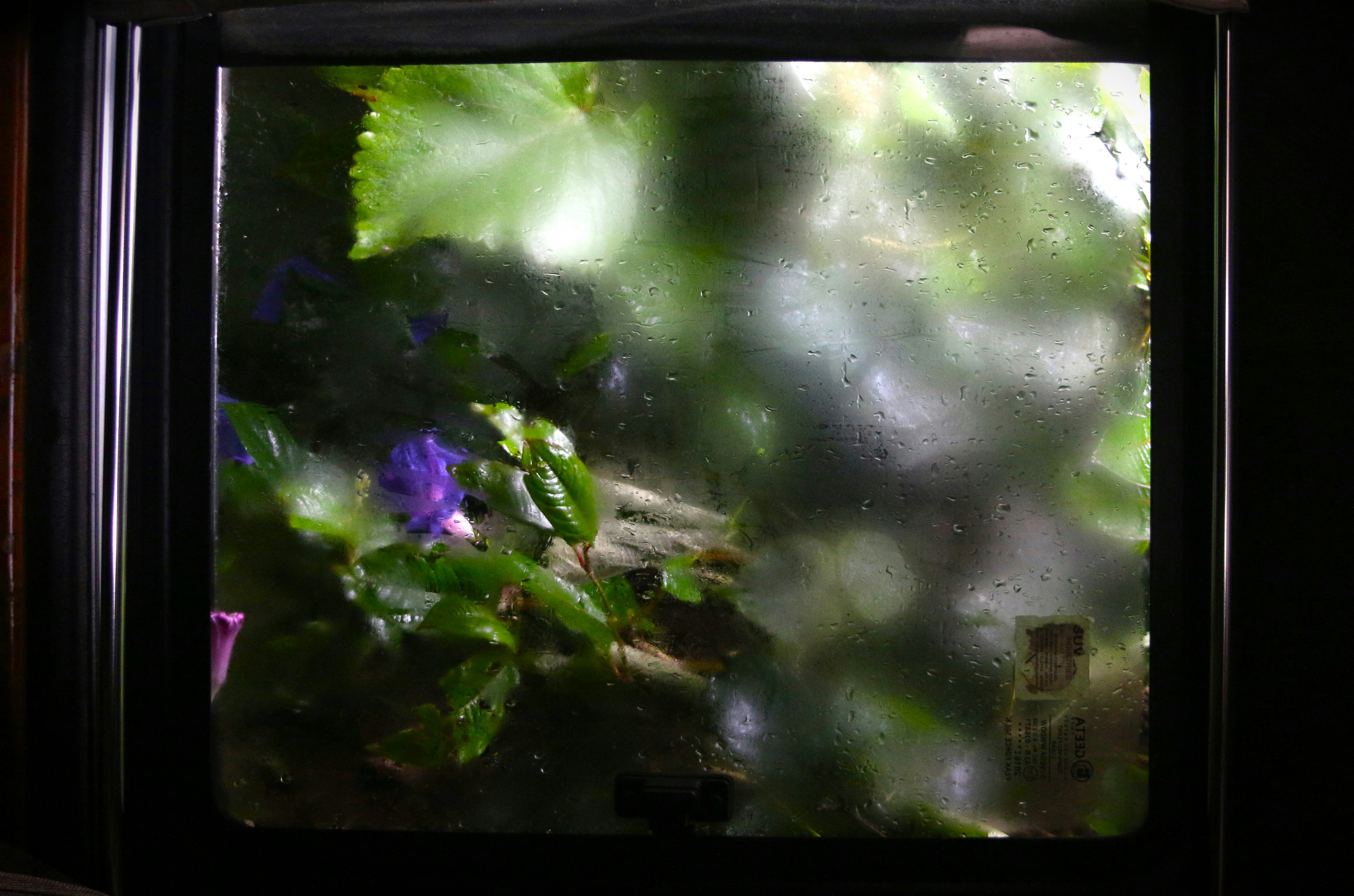 A blurry picture of a purple flower in a window