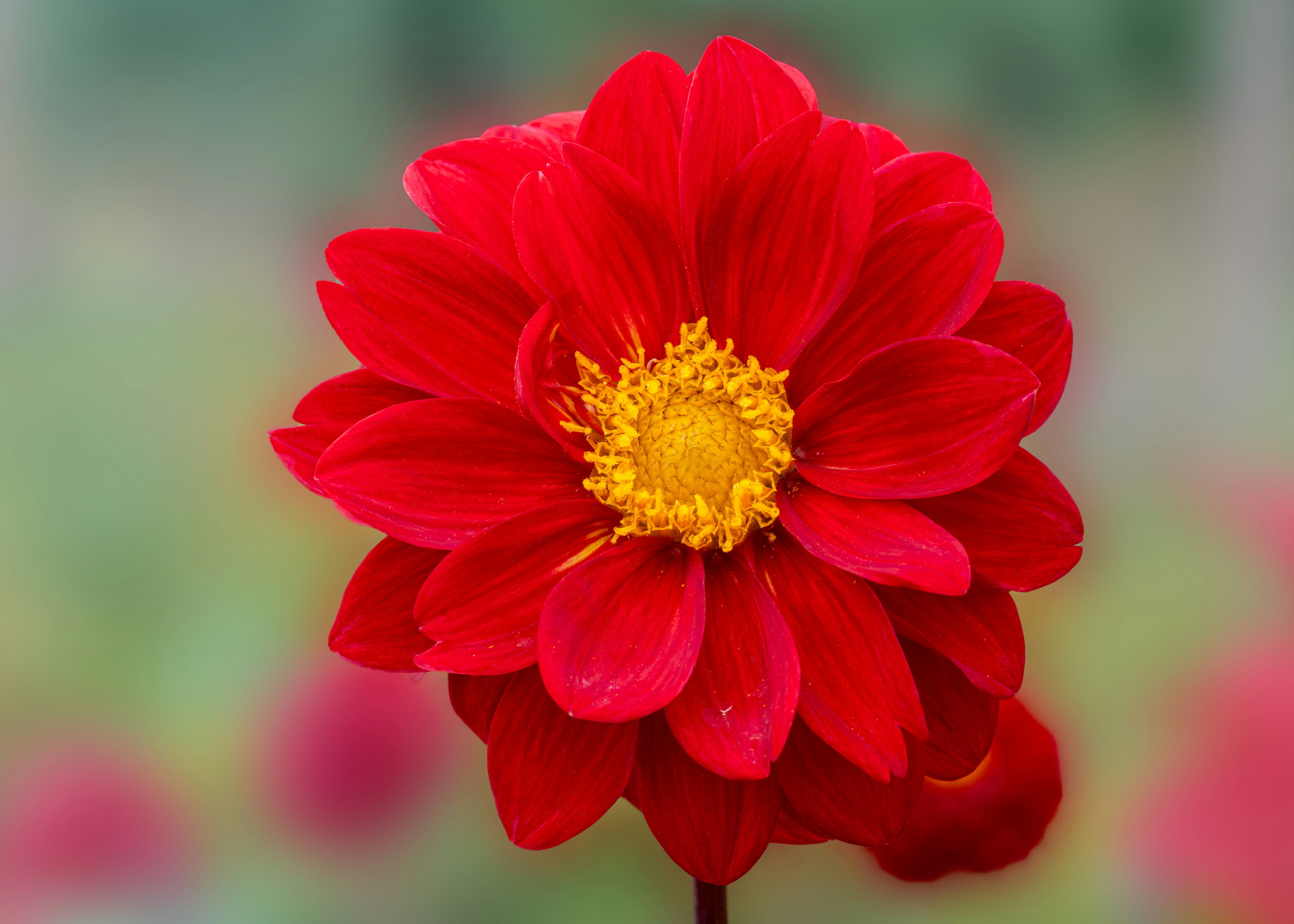 Photo by siegfriedpoepperl