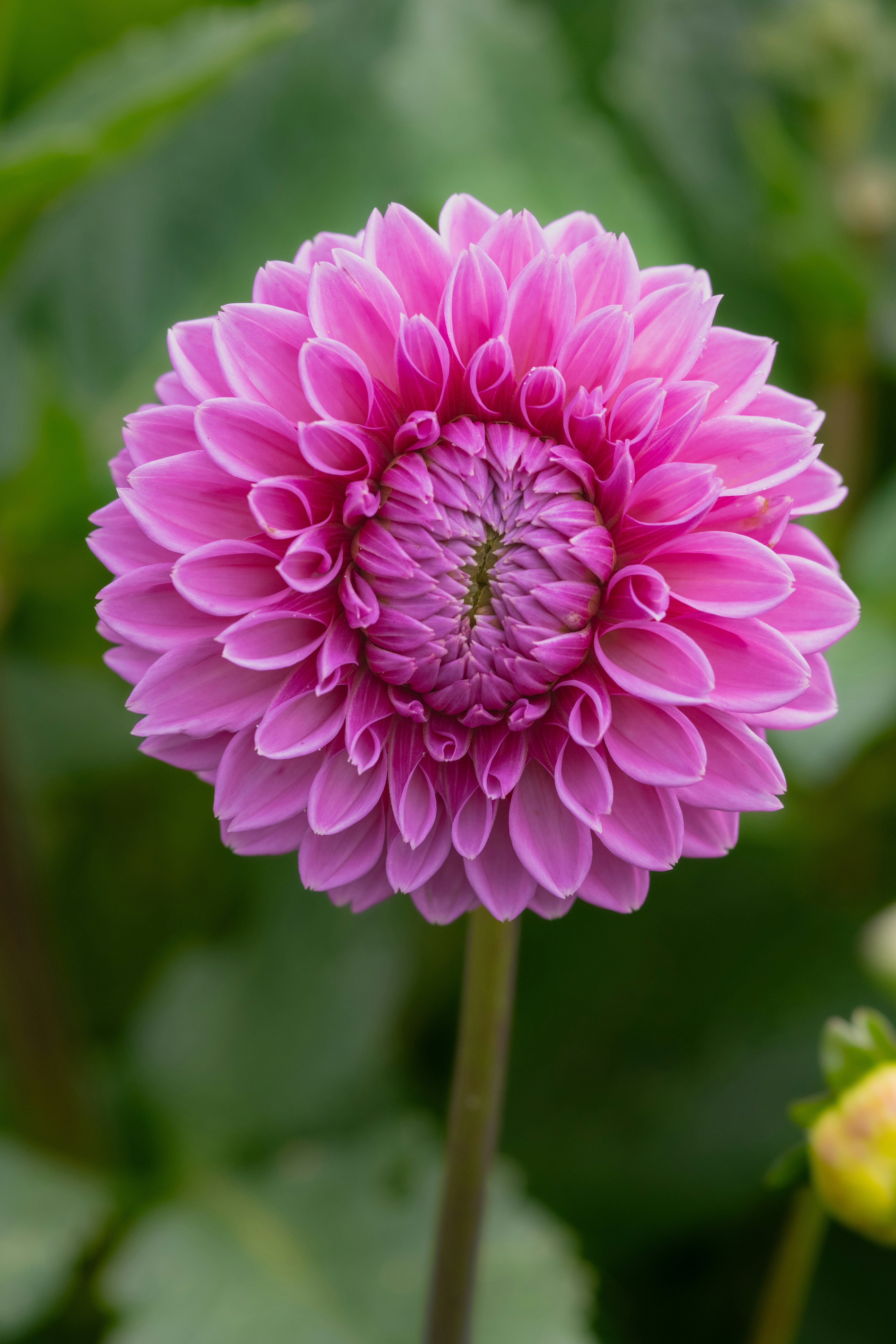 Photo by siegfriedpoepperl