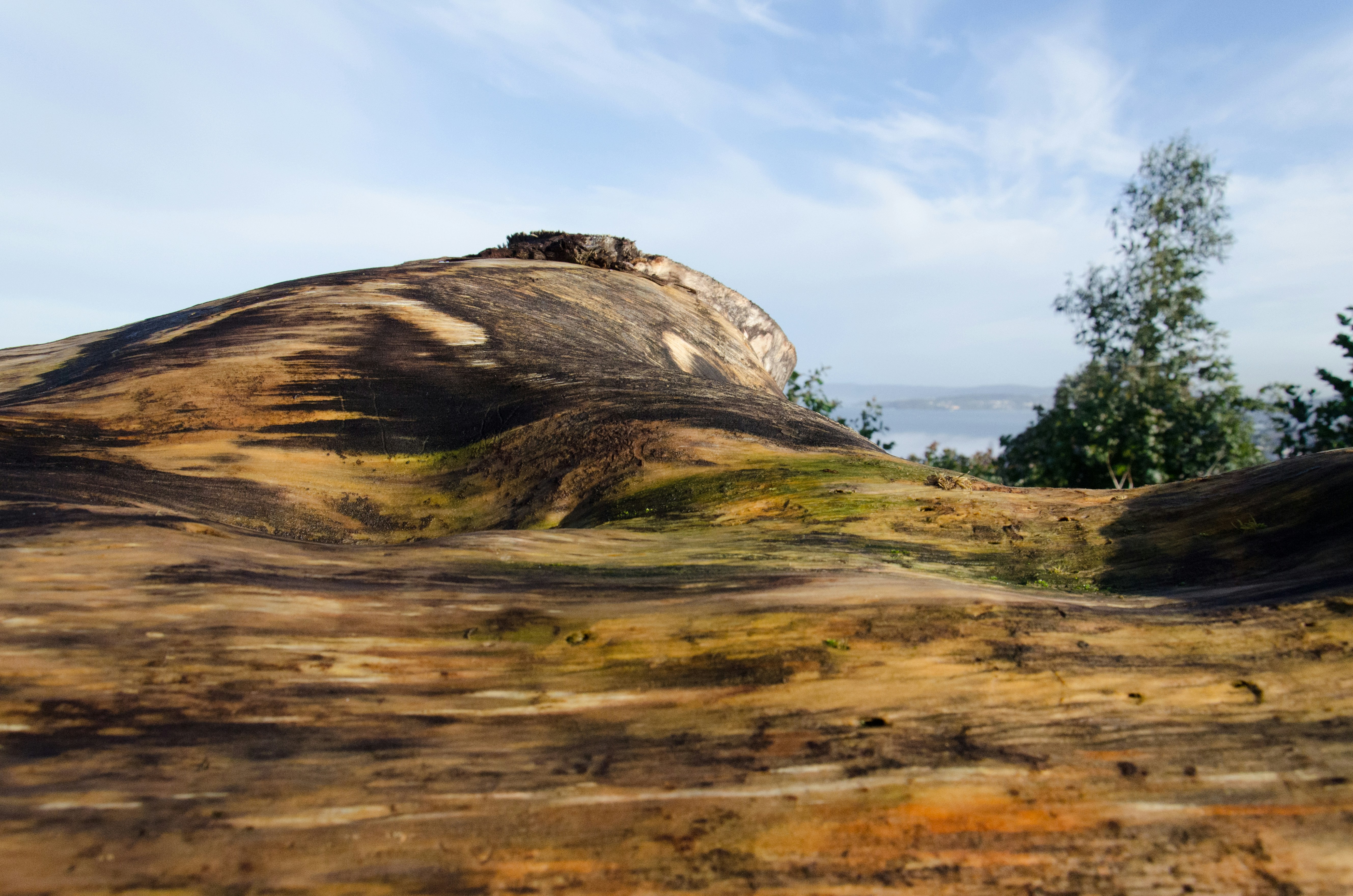 A view of a hill with trees on top of it