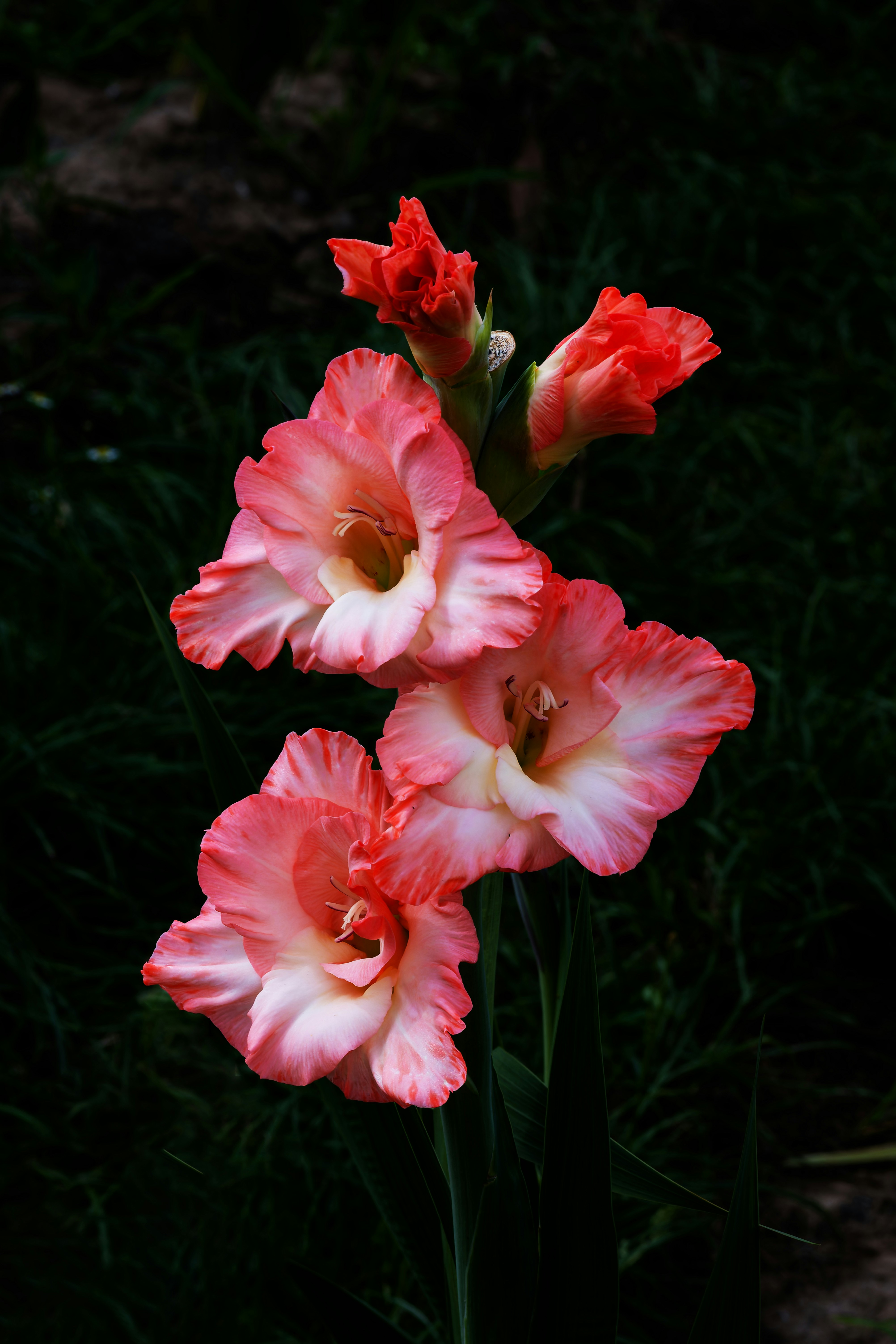 Ein paar rosa Blumen sitzen auf einer saftig grünen Wiese