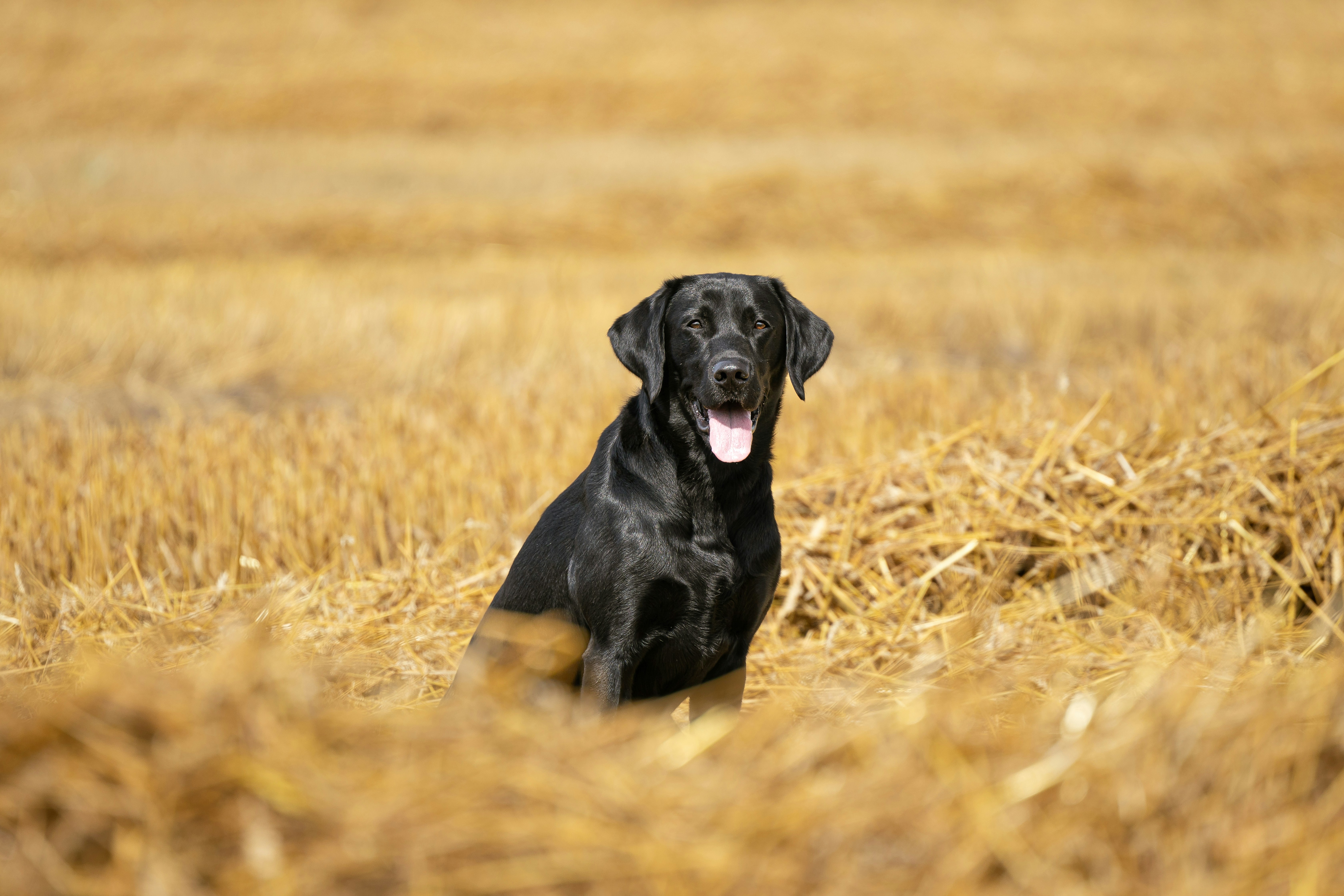 A black dog sitting in a field of wheat