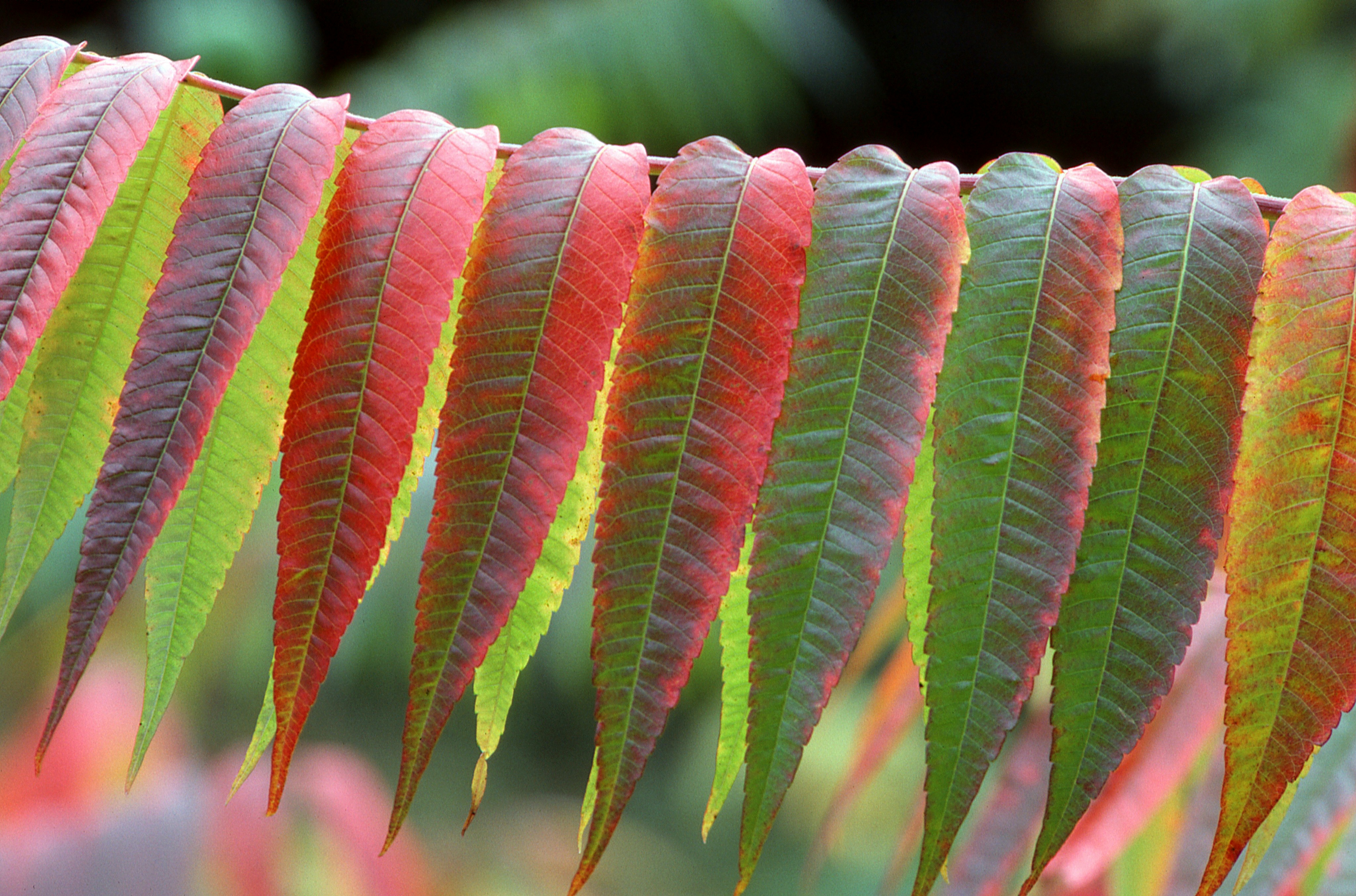A close up of a leafy plant with red and green leaves