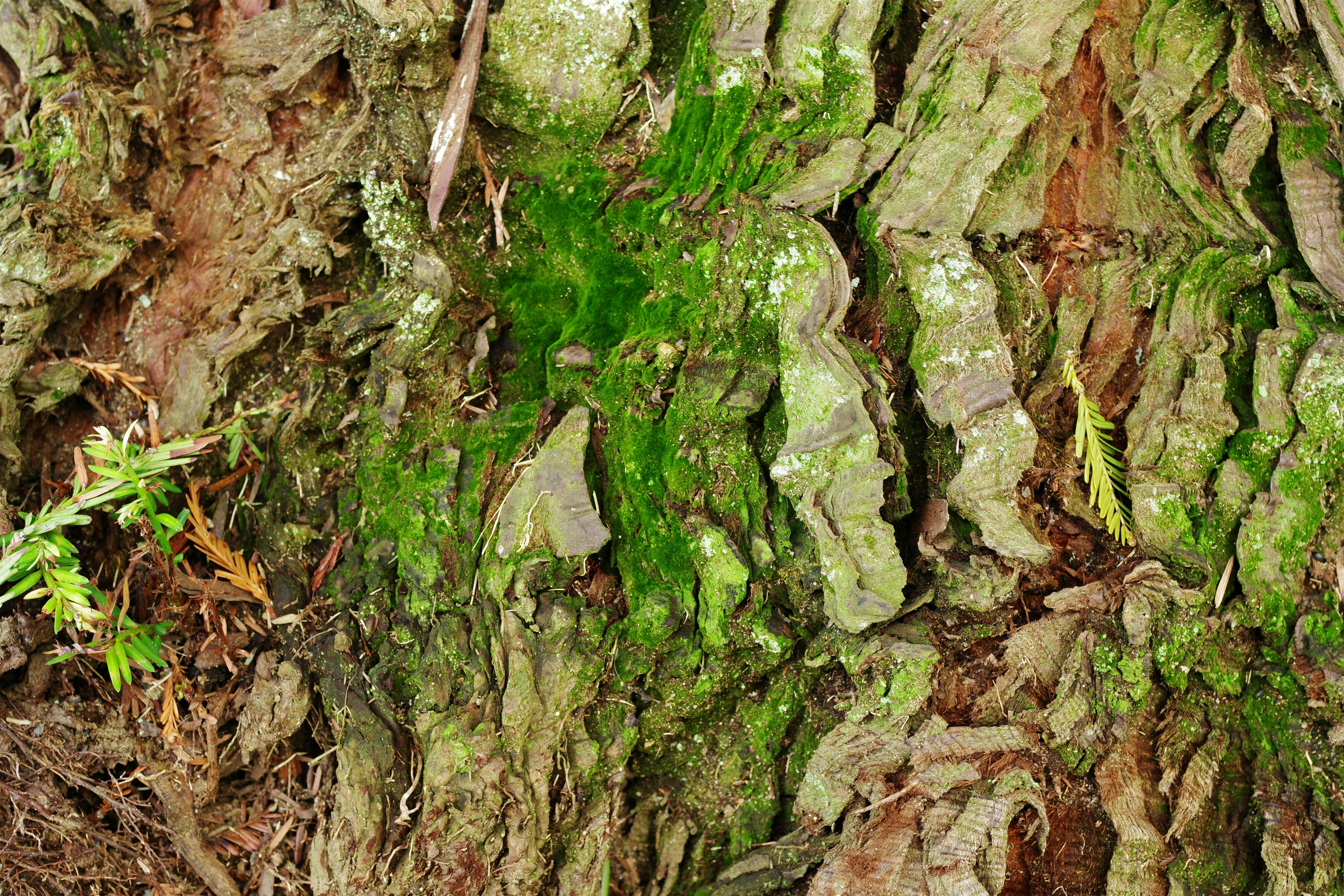 A close up of a tree trunk with moss growing on it, 薔薇Rose Beautiful green and flower garden Beautiful and pretty flowers、新緑と美しい花が織りなす絶景 A superb view of fresh greenery and beautiful flowers