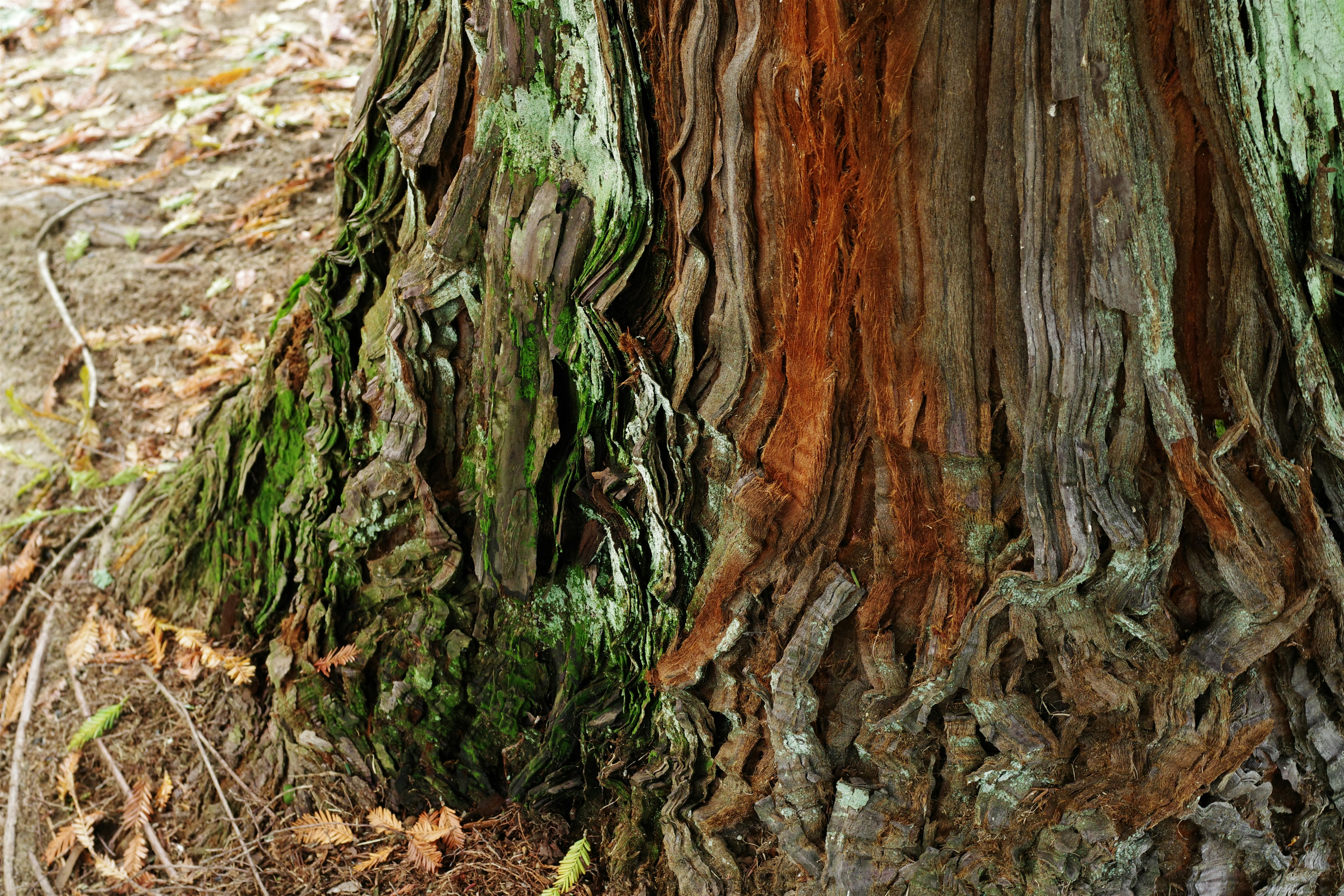 Jomon Sugi ancient cedar