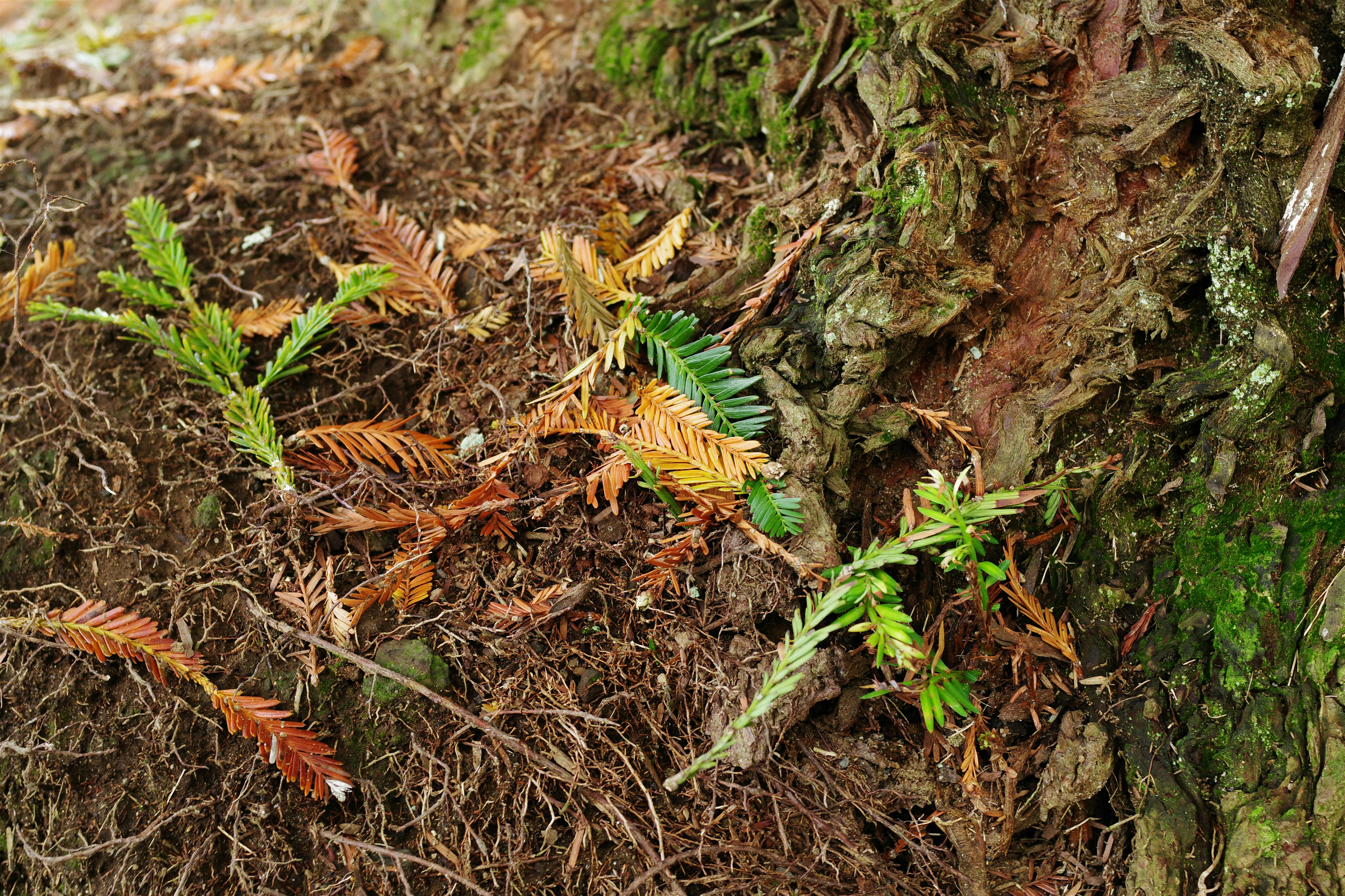 🔥別再花冤枉錢！設計師死都不說的家居秘技，讓你家瞬間升級！