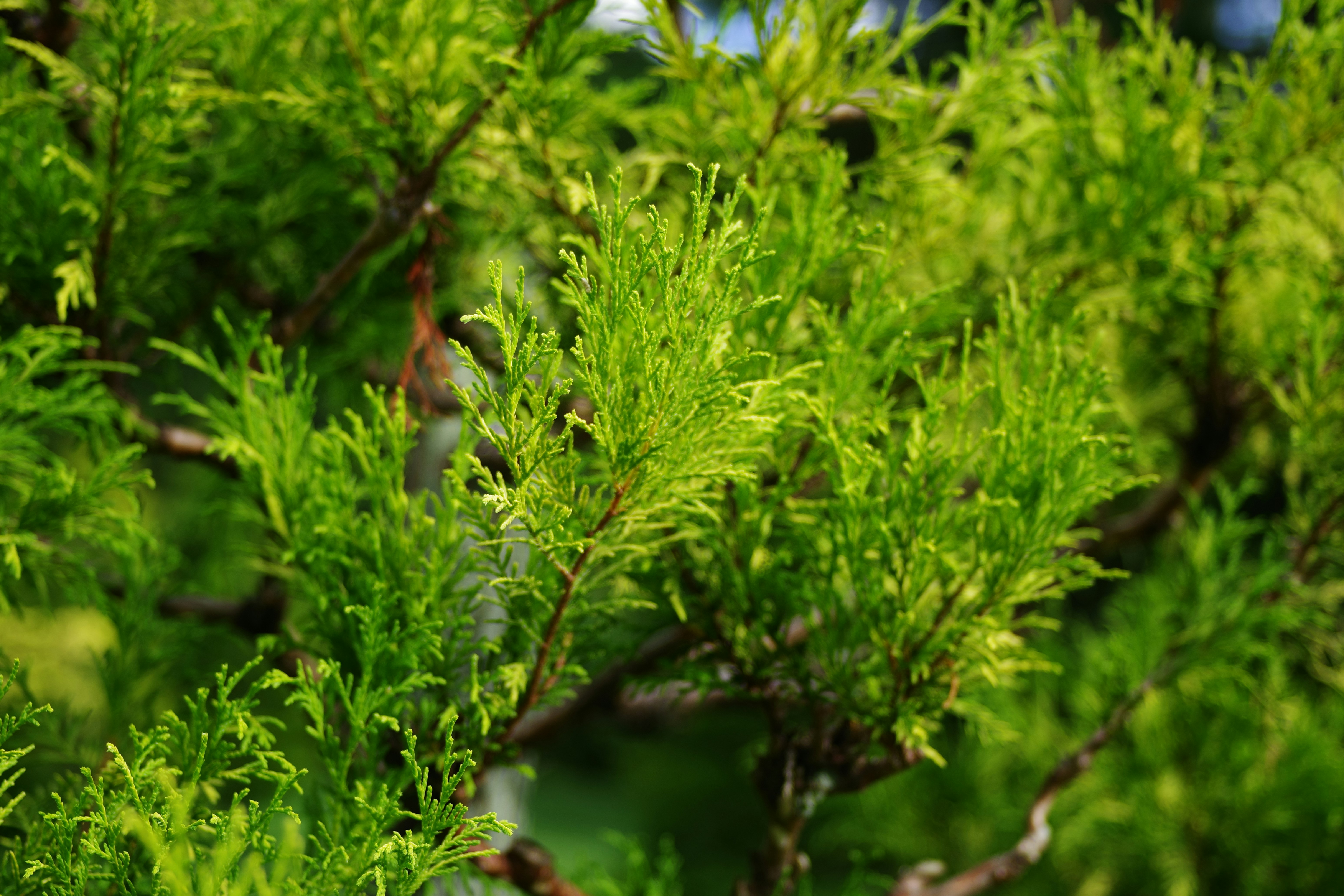 A close up of a tree with green leaves photo – Free Green Image on Unsplash