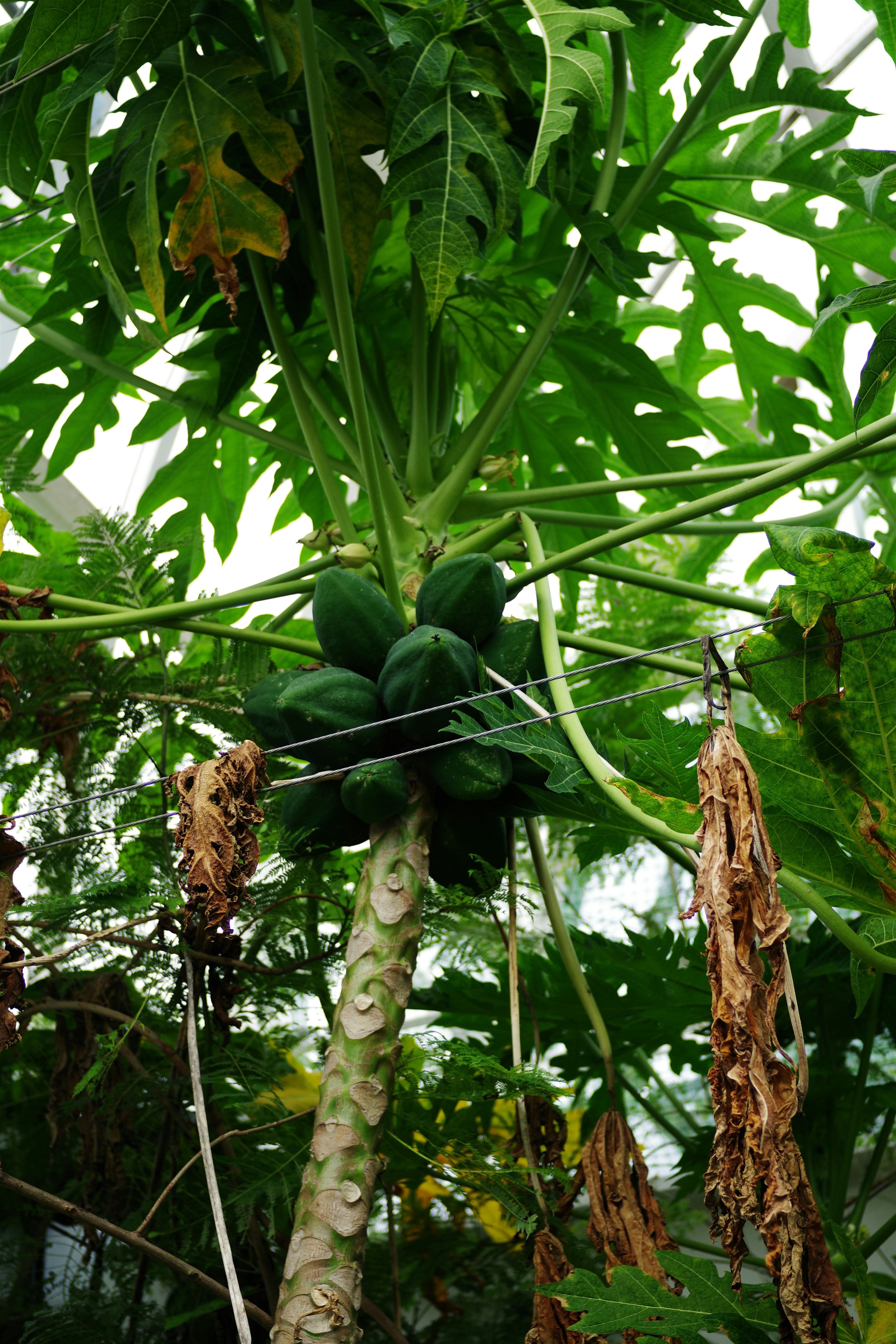 tropical root vegetables, wallpaper, Kalori Singkong Rebus: Panduan Lengkap & Tips Konsumsi 1