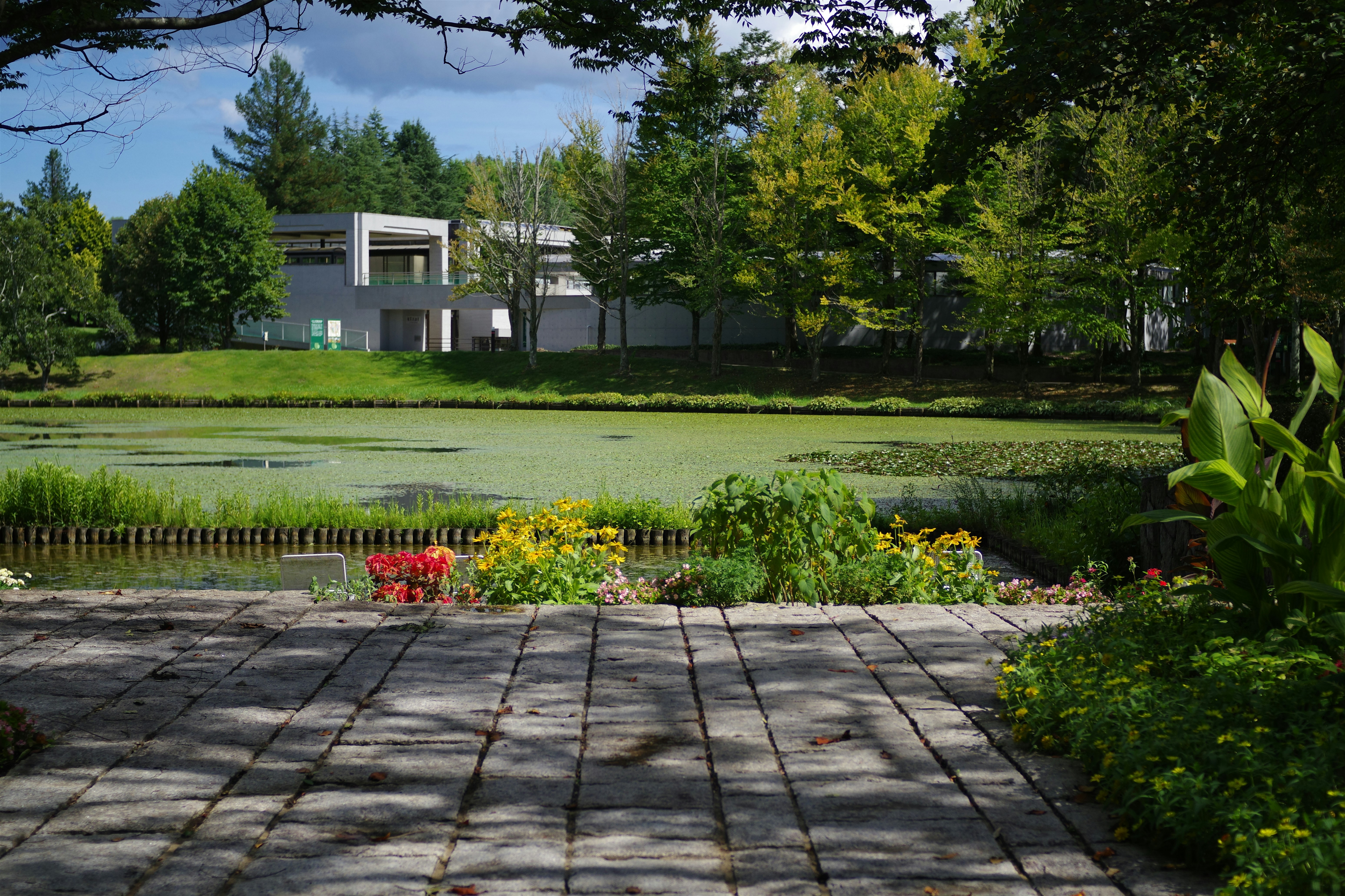 A lush, green garden in summer in Langley BC