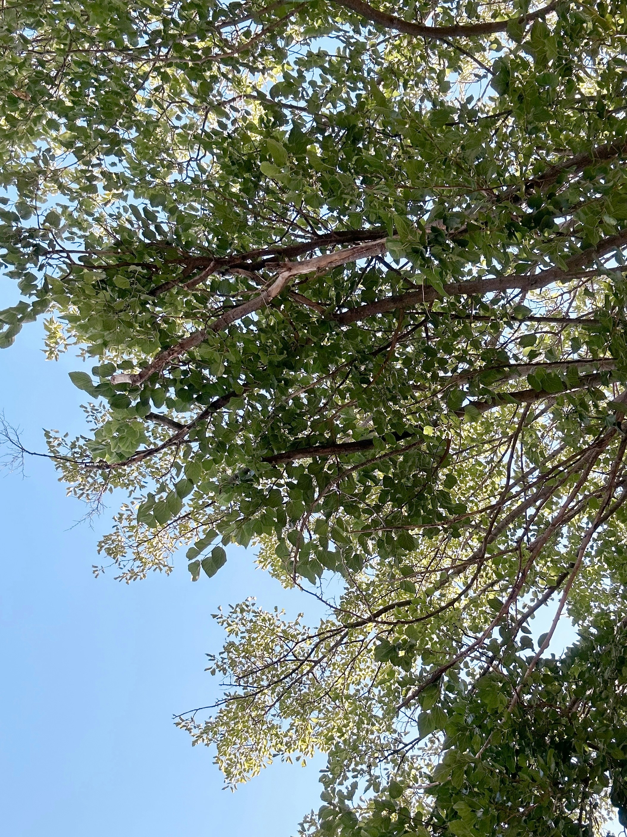 Photo by marynademir