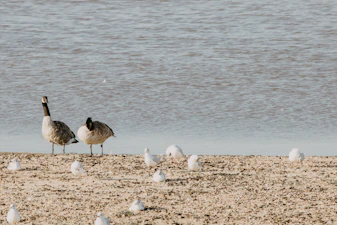 A flock of birds standing on top of a sandy beach