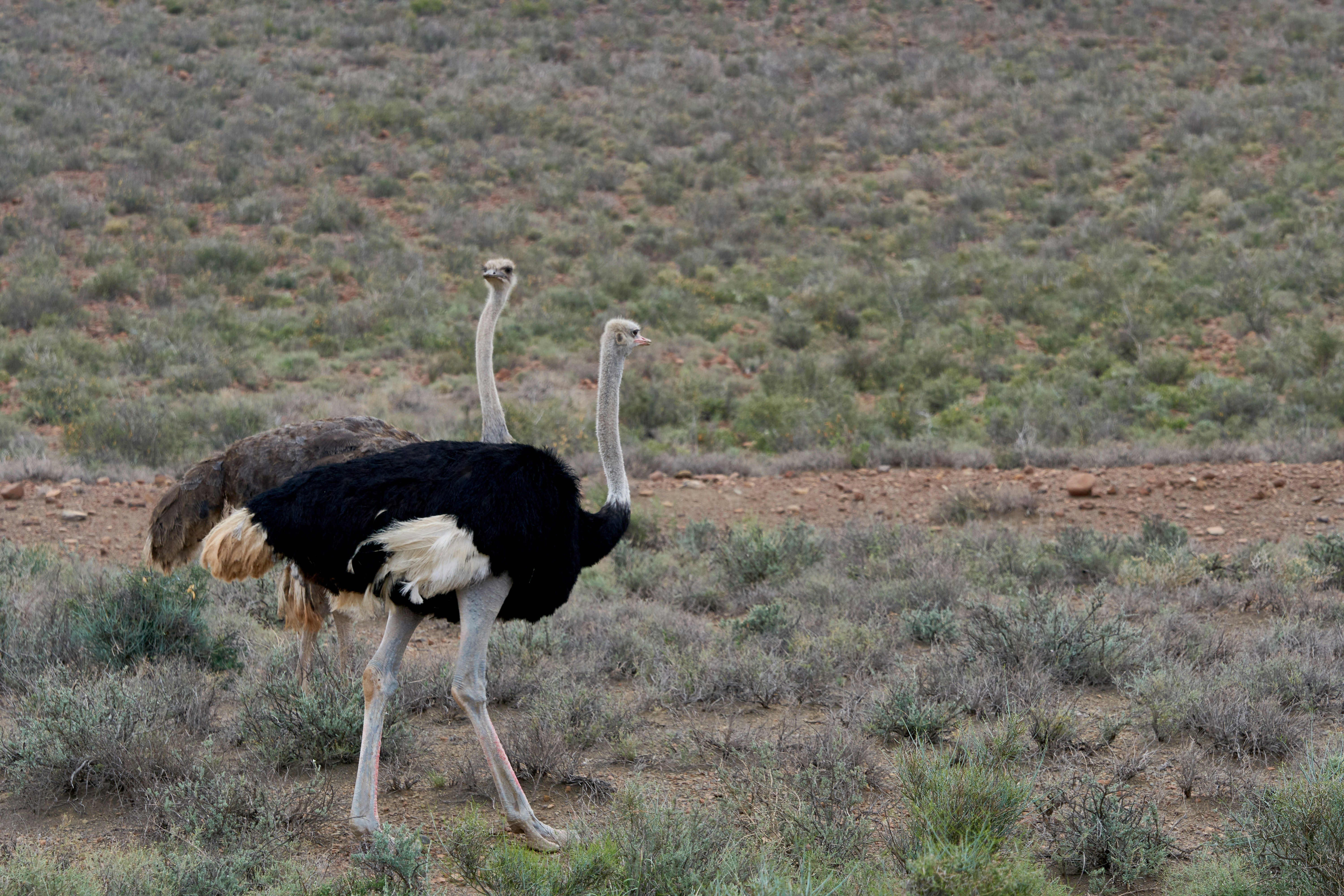 What’s Happening in Canada Is a Warning for America — We Reveal What They Don’t Want You to Know.