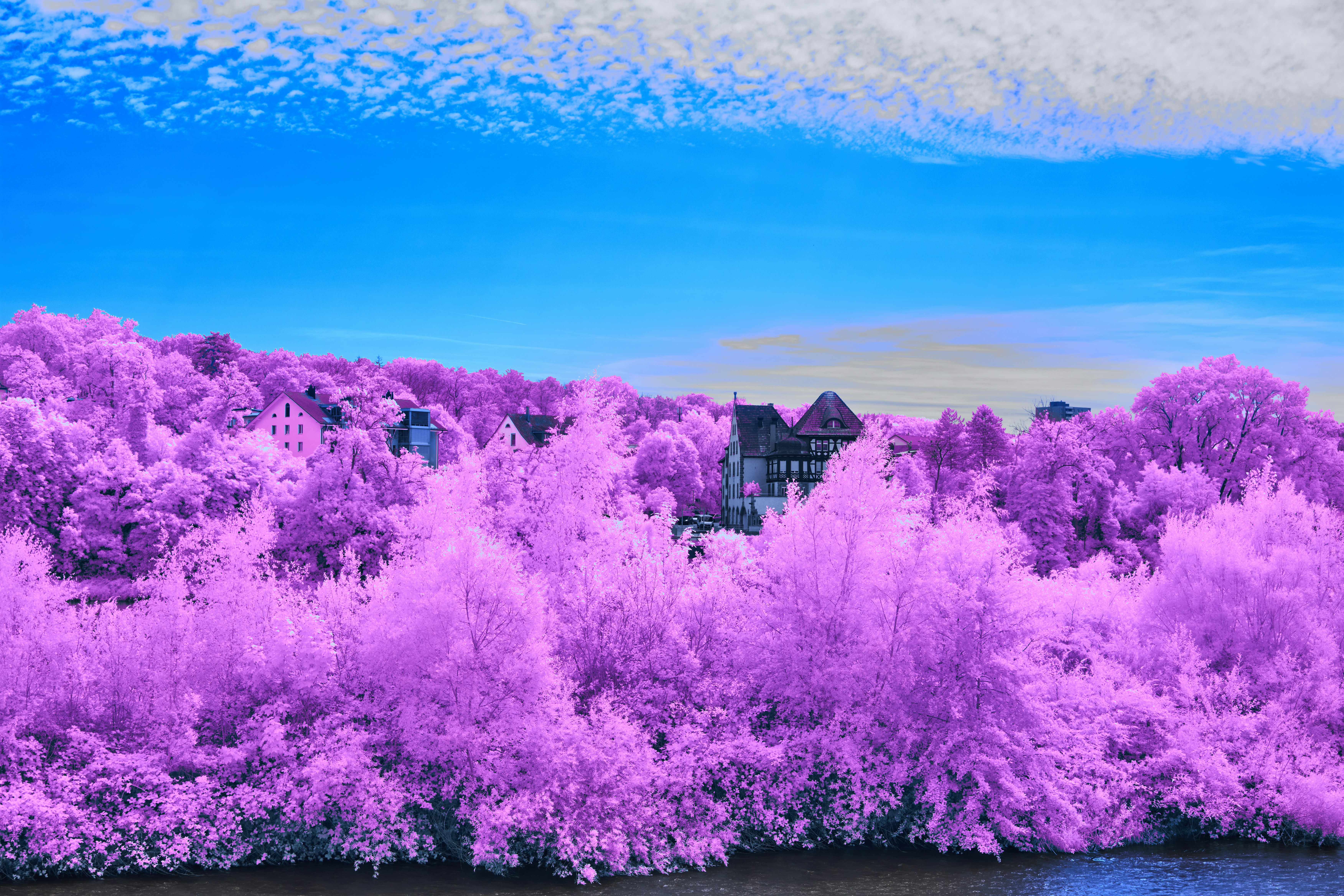 A picture of a purple forest with a blue sky in the background photo ...
