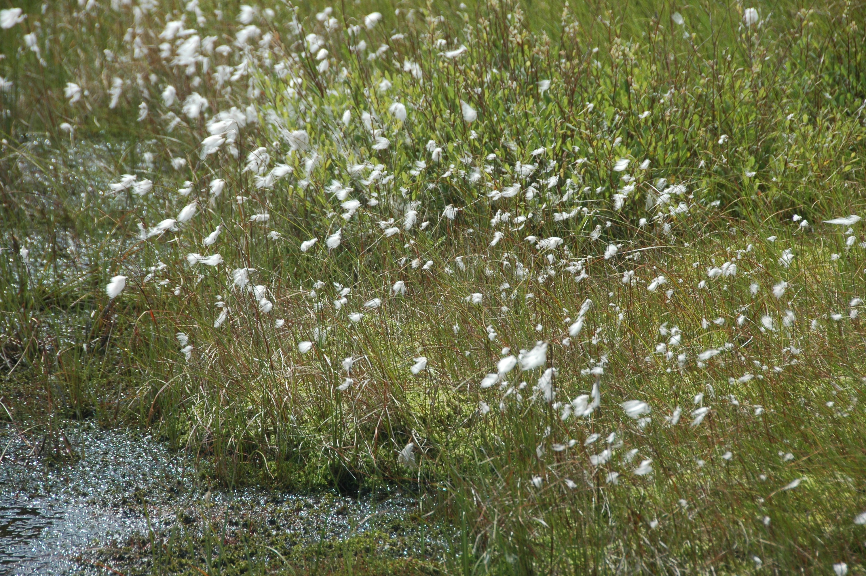 Photo by thomaslohmann