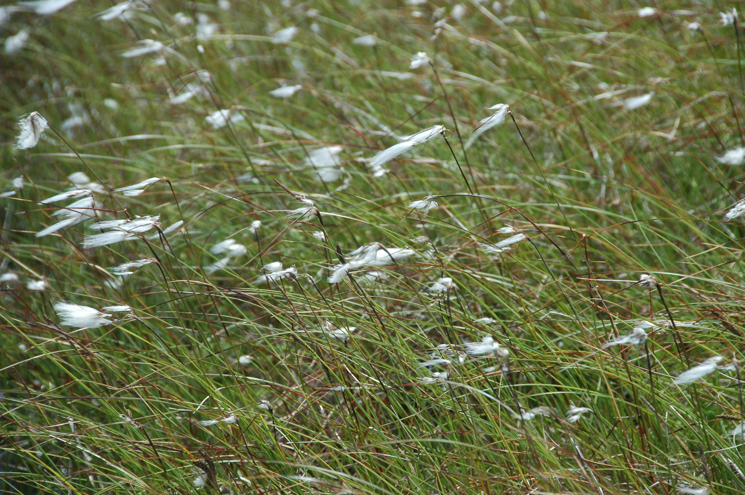 Photo by thomaslohmann