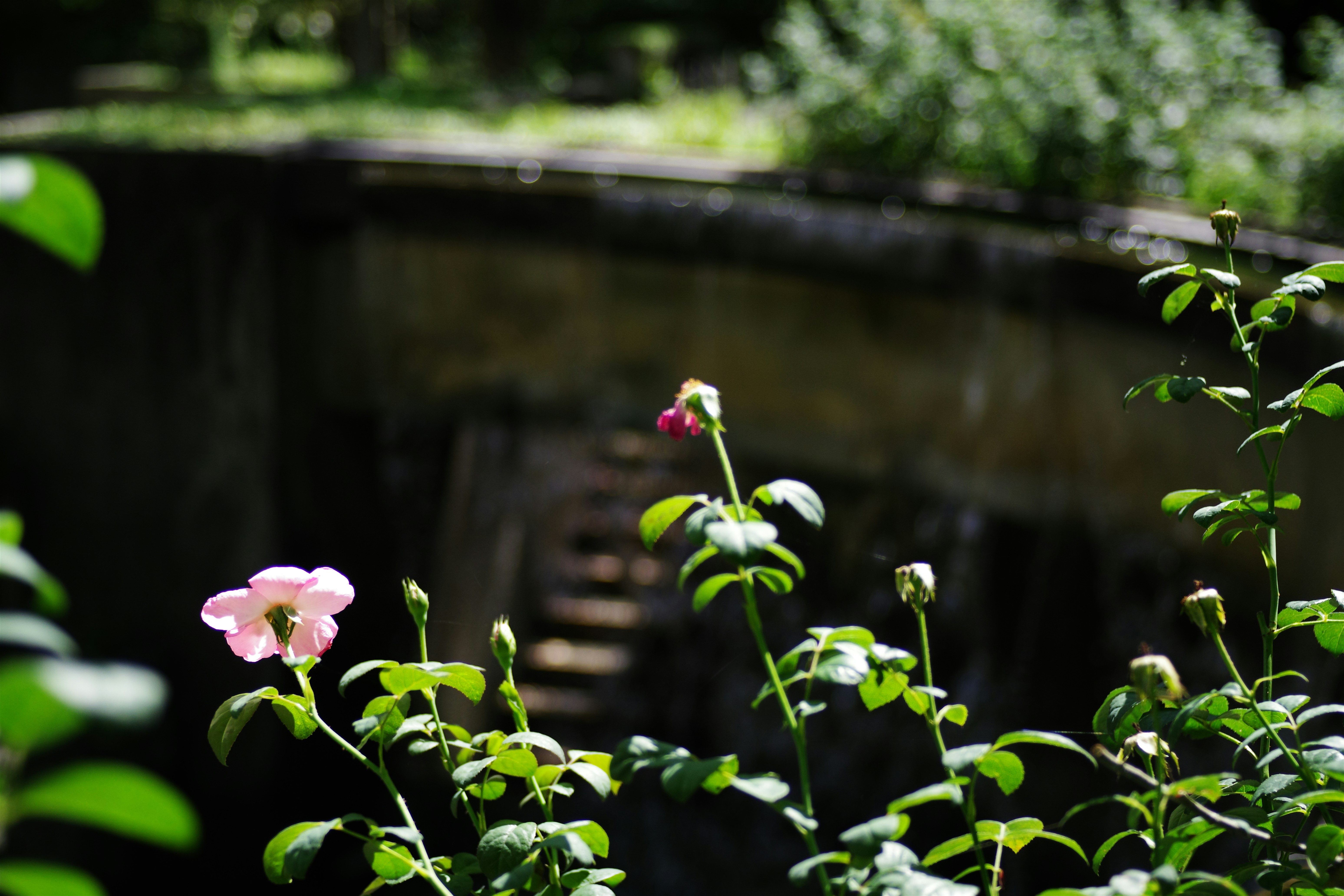 Wild Rose Park