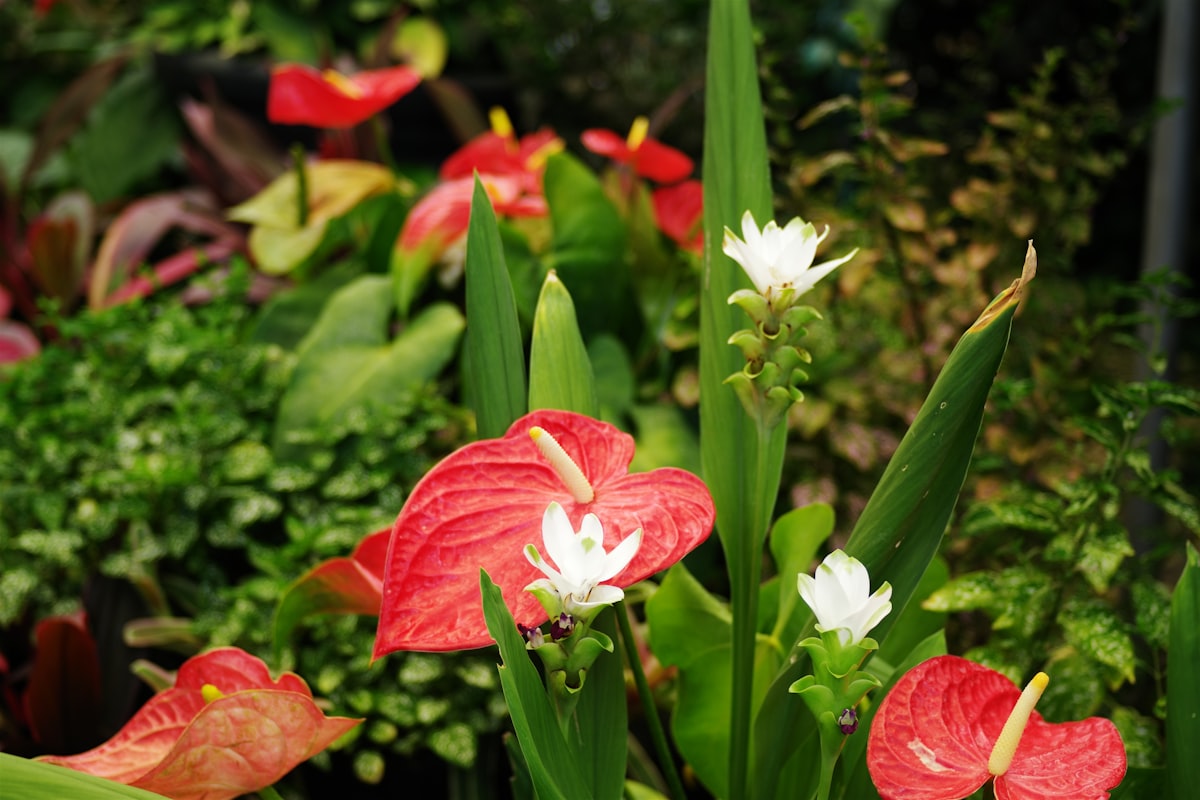 Piante Fiorite - Immagine 2