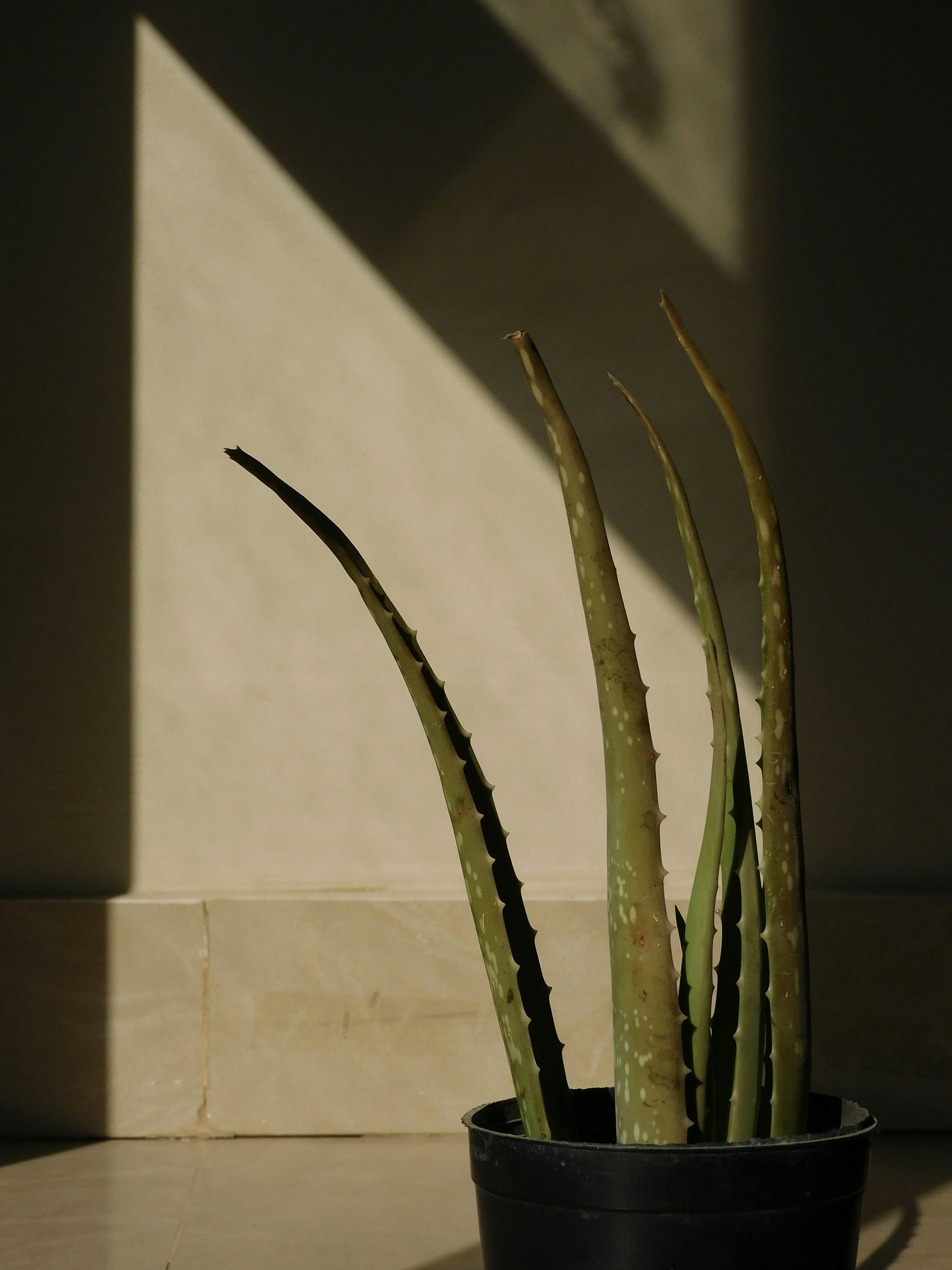 photo-1723907193775-27b23ad1a91d?ixlib=r