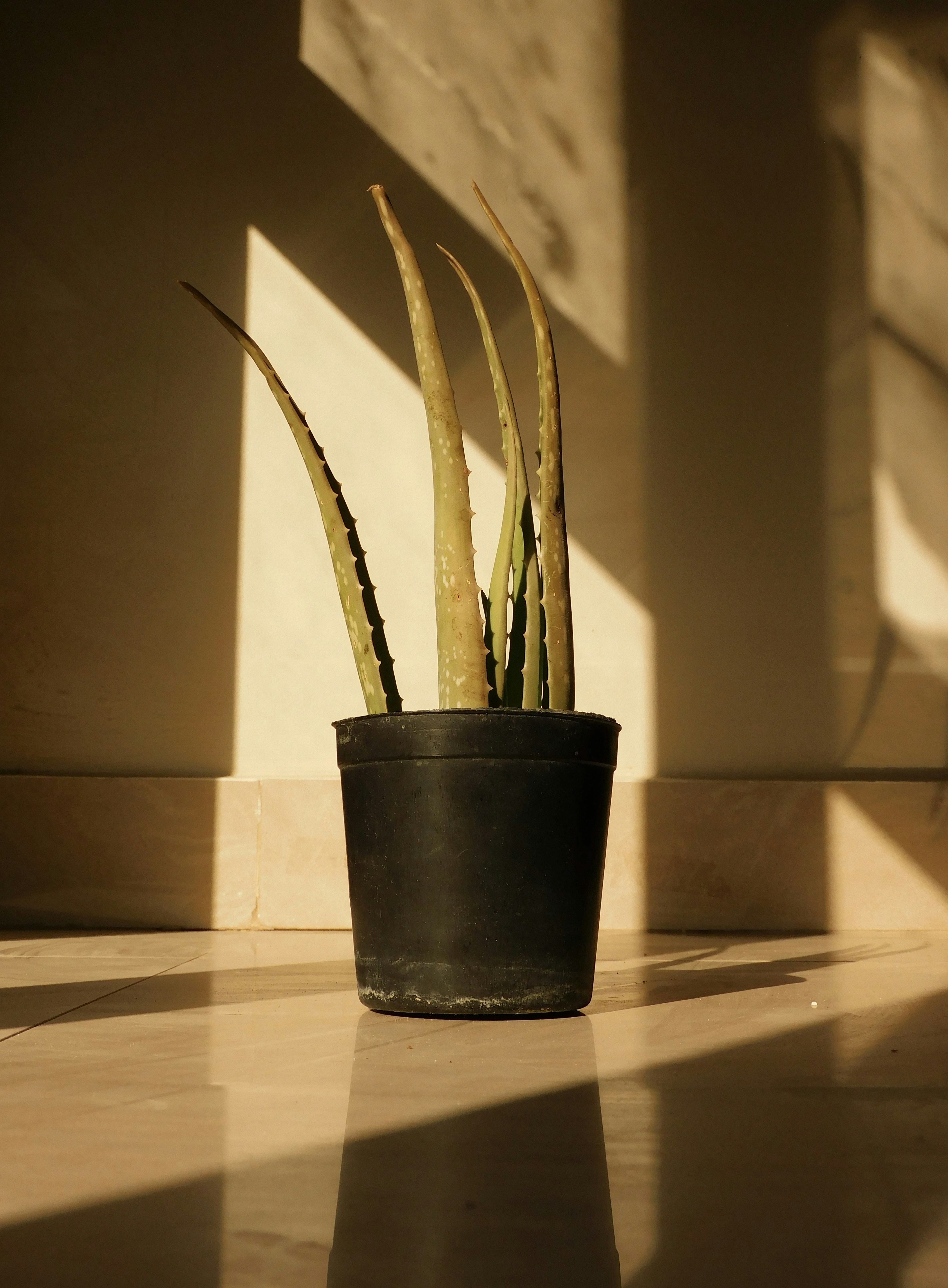 Photo by mennahmedhelmi_