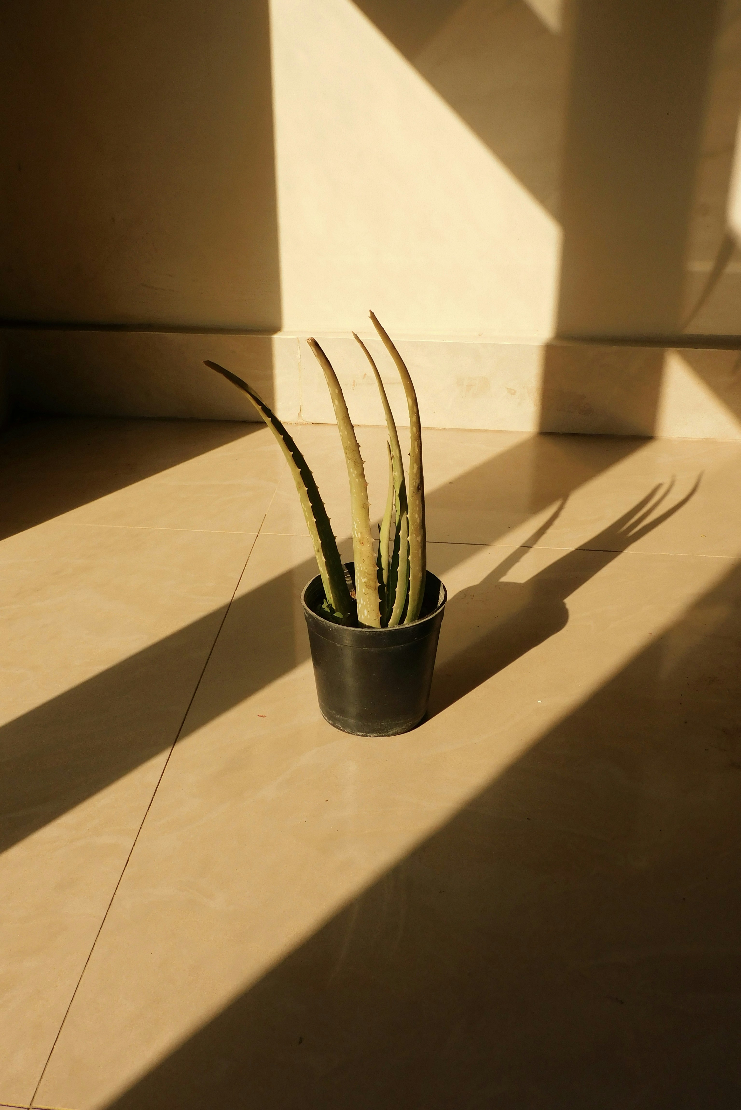 A potted plant sitting on top of a tiled floor