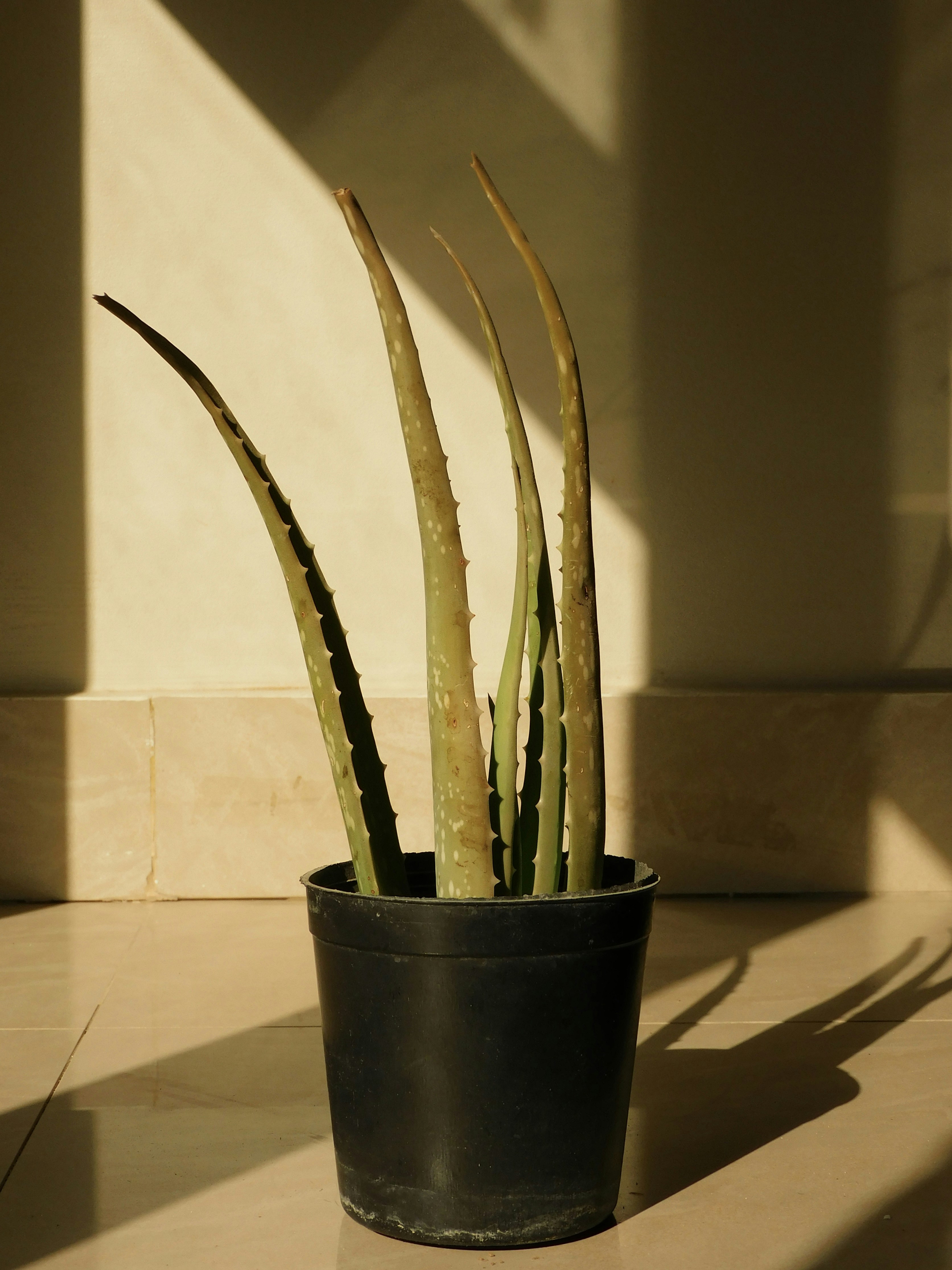 Photo by mennahmedhelmi_