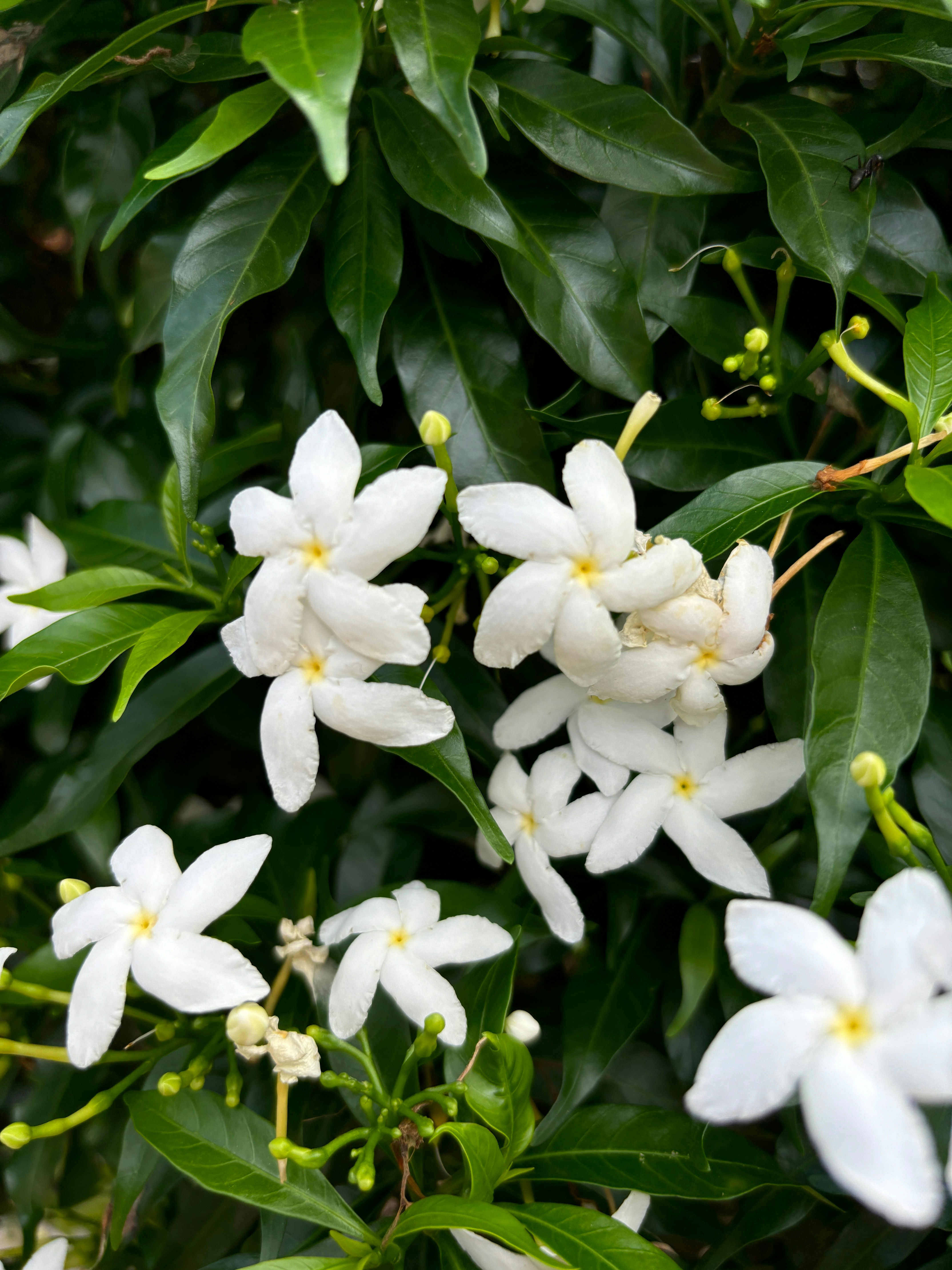 A bunch of white flowers that are on a tree