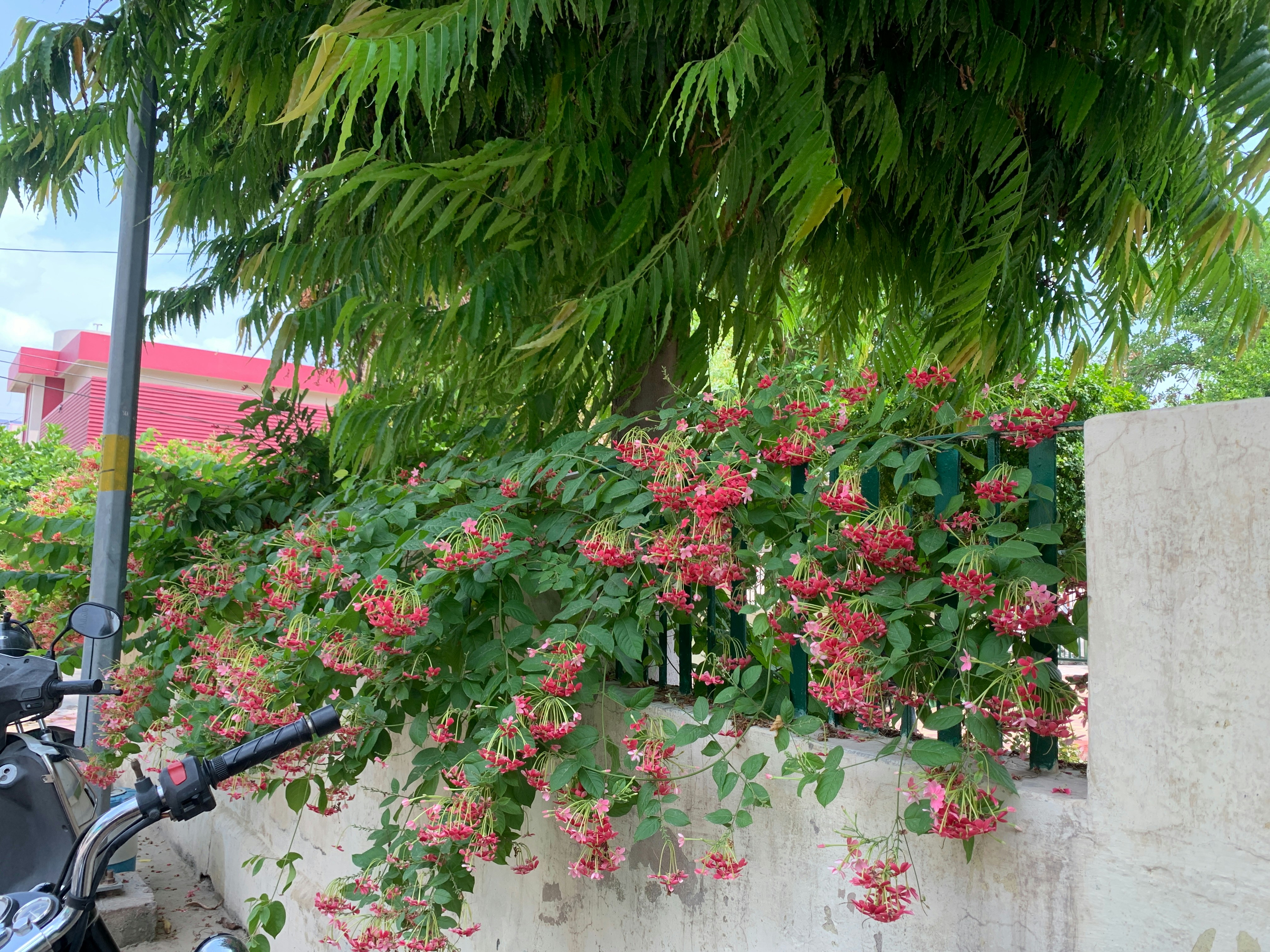 A motorcycle parked next to a wall with flowers growing on it photo ...