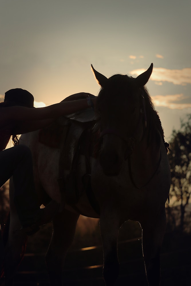 Horse and rider silhouette at dusk, warm golden light