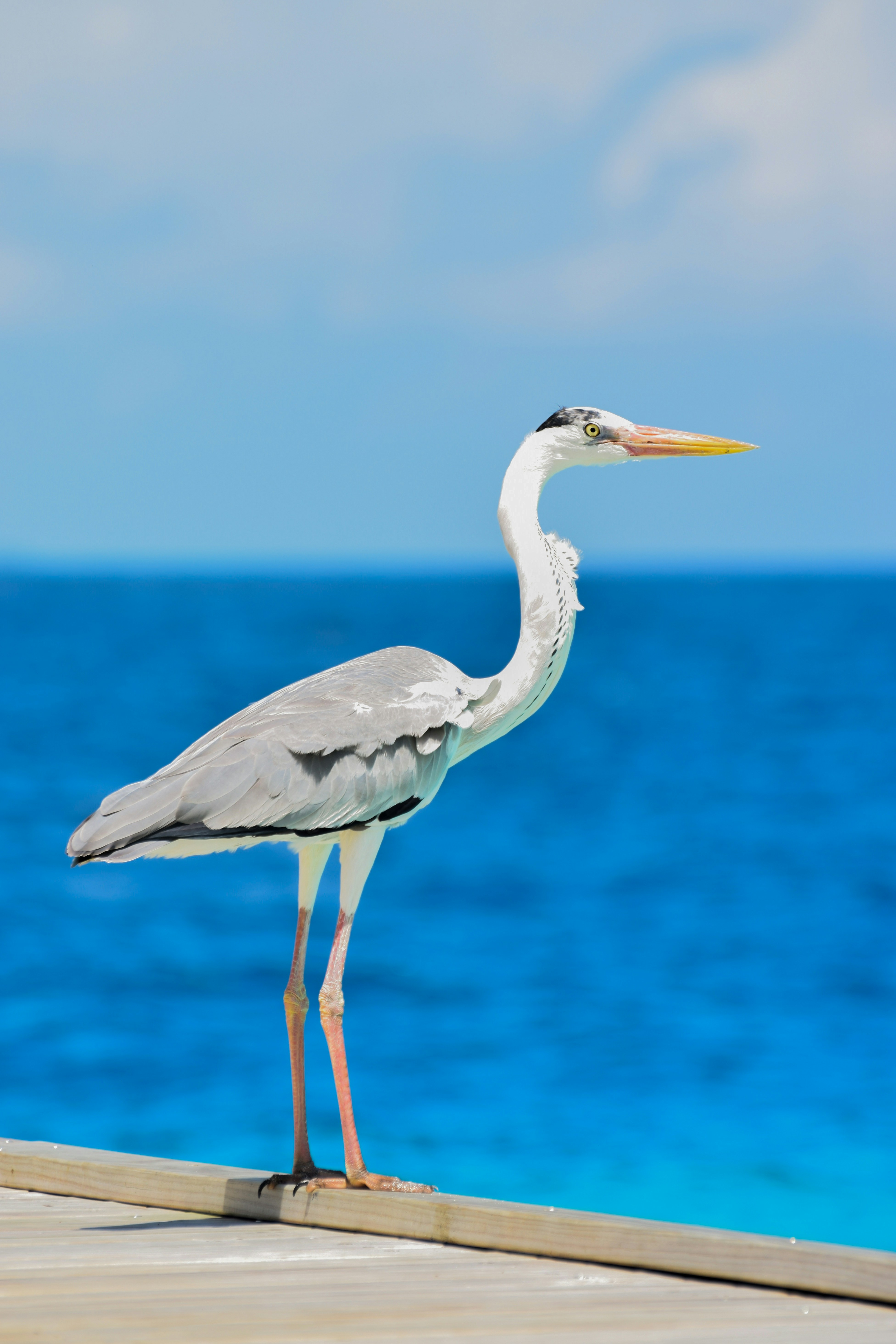 Photo by dhonaadhanu