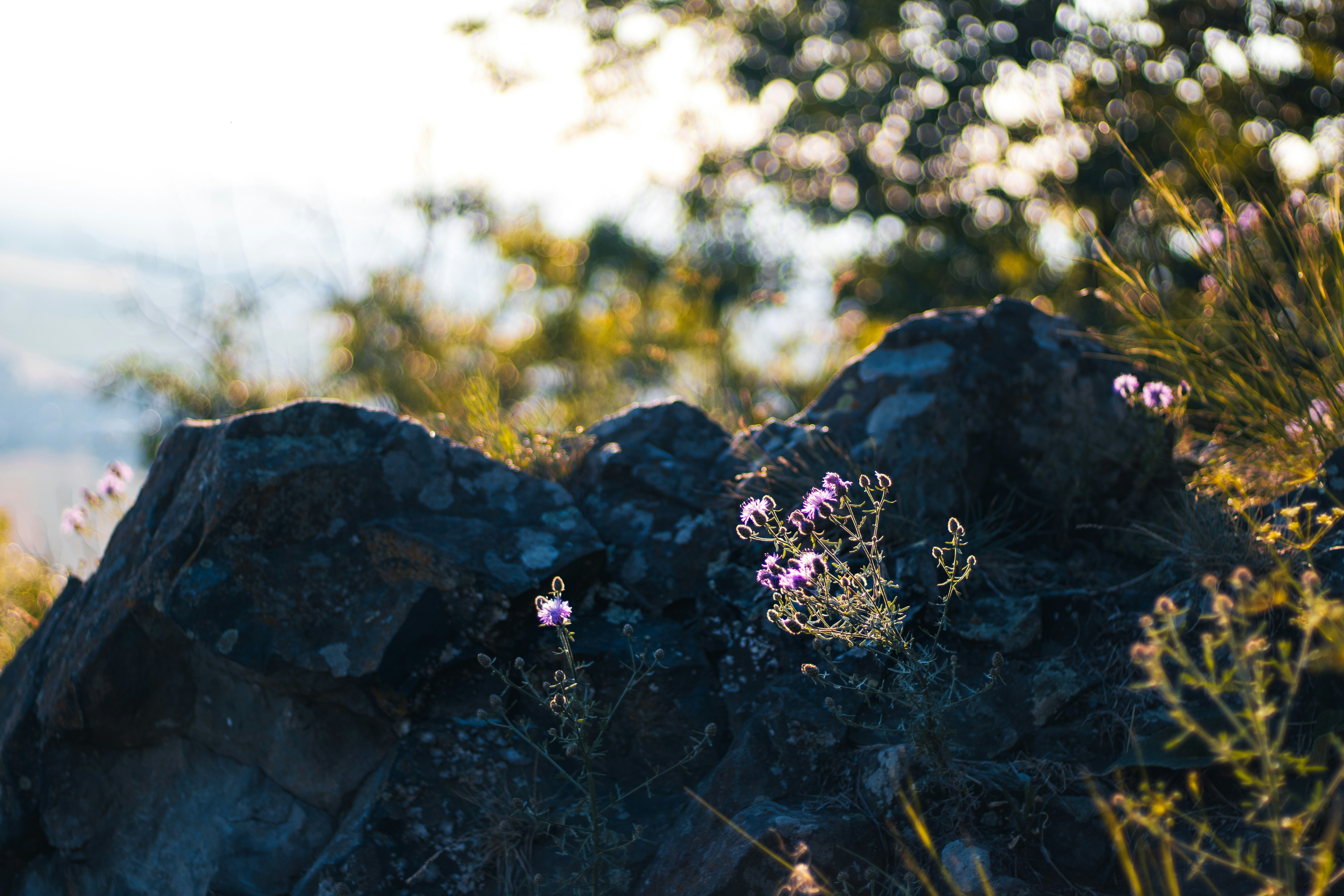 A close up of a rock with flowers growing out of it